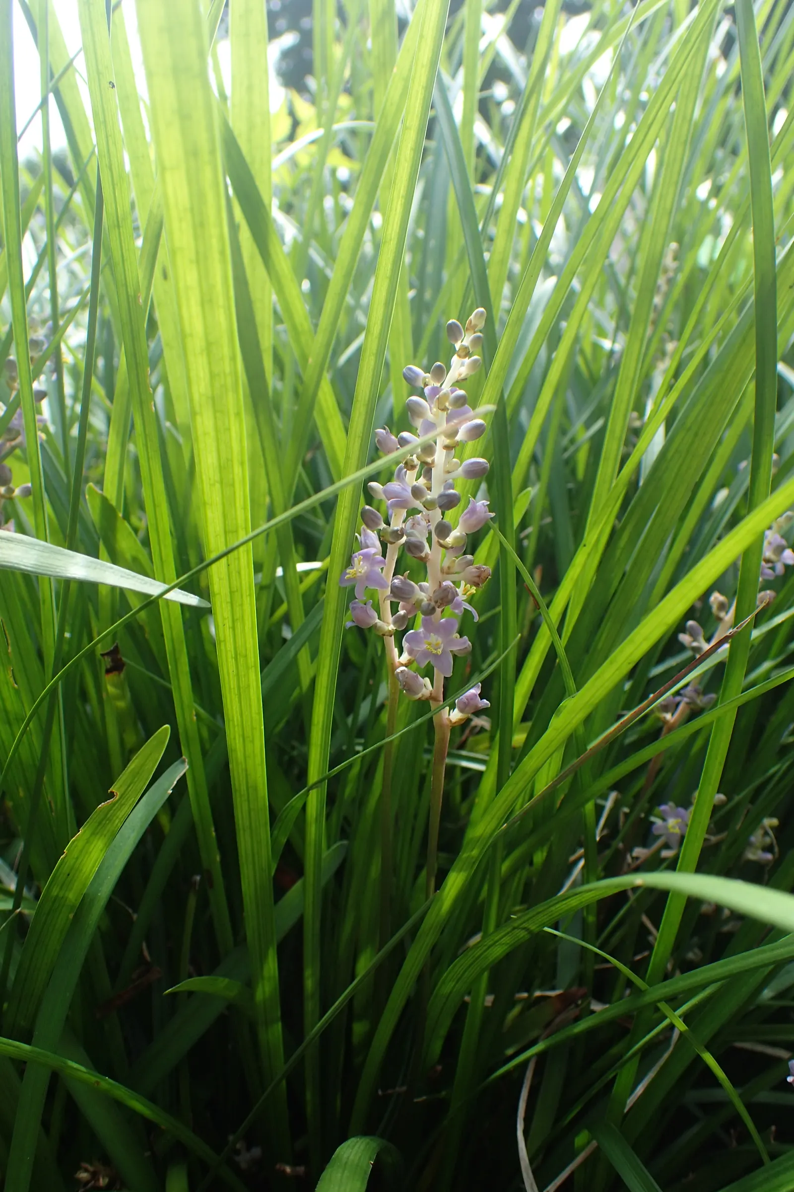 Lilyturf (Liriope Spicata) — Ideal for erosion control, edging, or under-canopy planting, it requires minimal maintenance once established; this sturdy