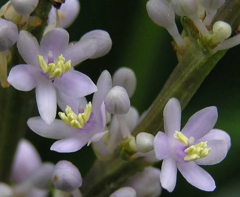 Lilyturf (Liriope Spicata) — lavender to white flower spikes; its minimal requirement for water once established, and its ability to stifle weeds, are added