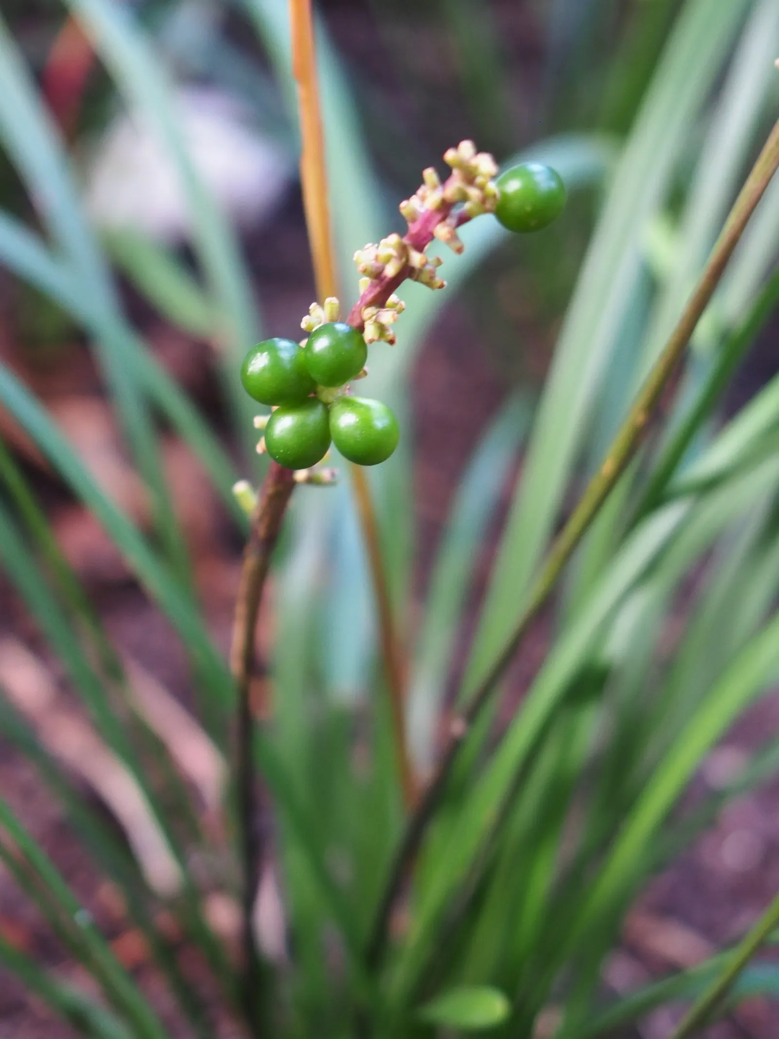 Lilyturf (Liriope Spicata) — In late summer to early fall; these flowers give way to blackish berries that can persist into winter