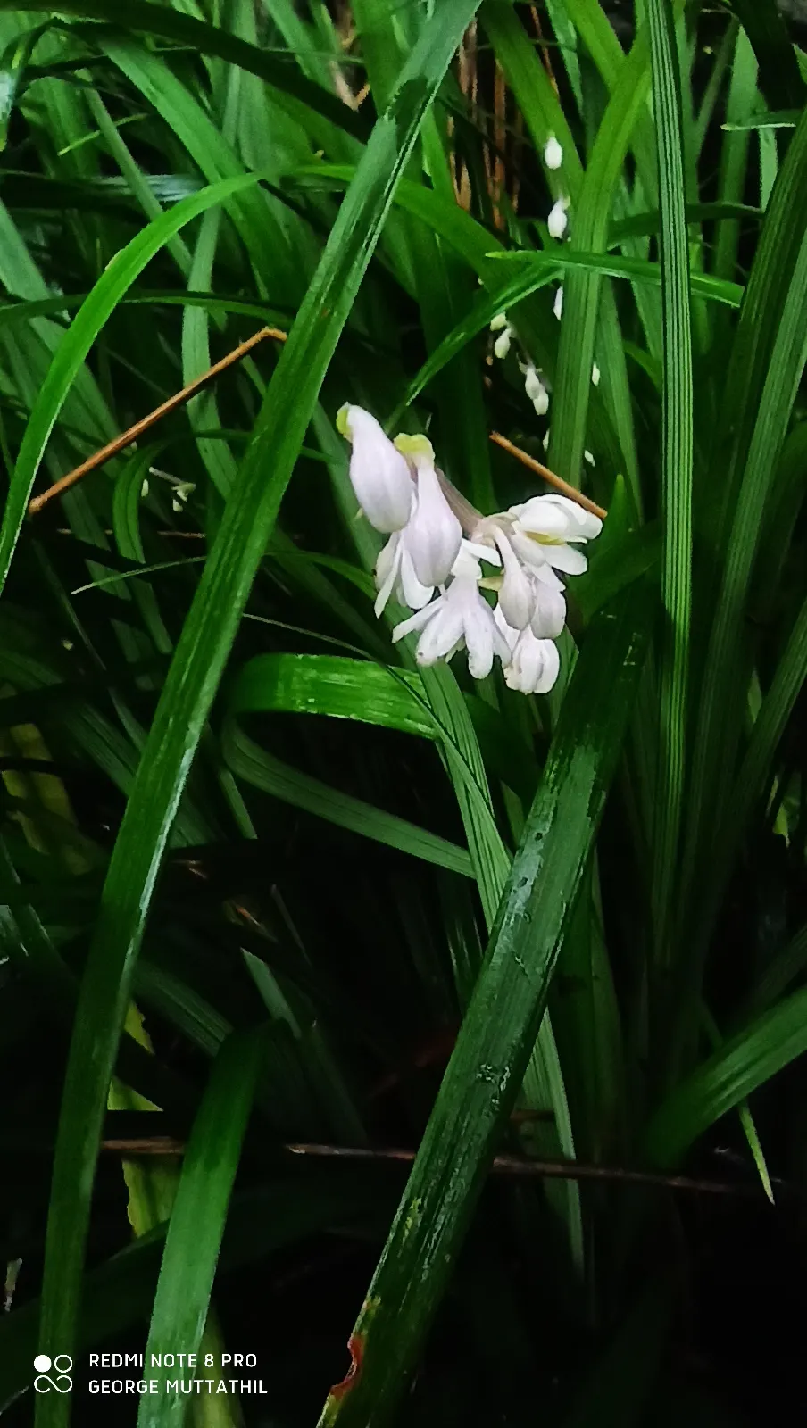 Lilyturf (Liriope Spicata) — preferring partial to full shade; perennial with lavender blooms, image 62