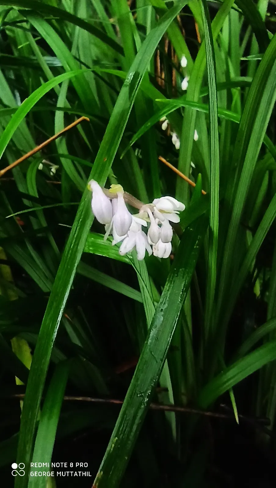 Lilyturf (Liriope Spicata) — These flowers give way to blackish berries that can persist into winter; in late summer to early fall