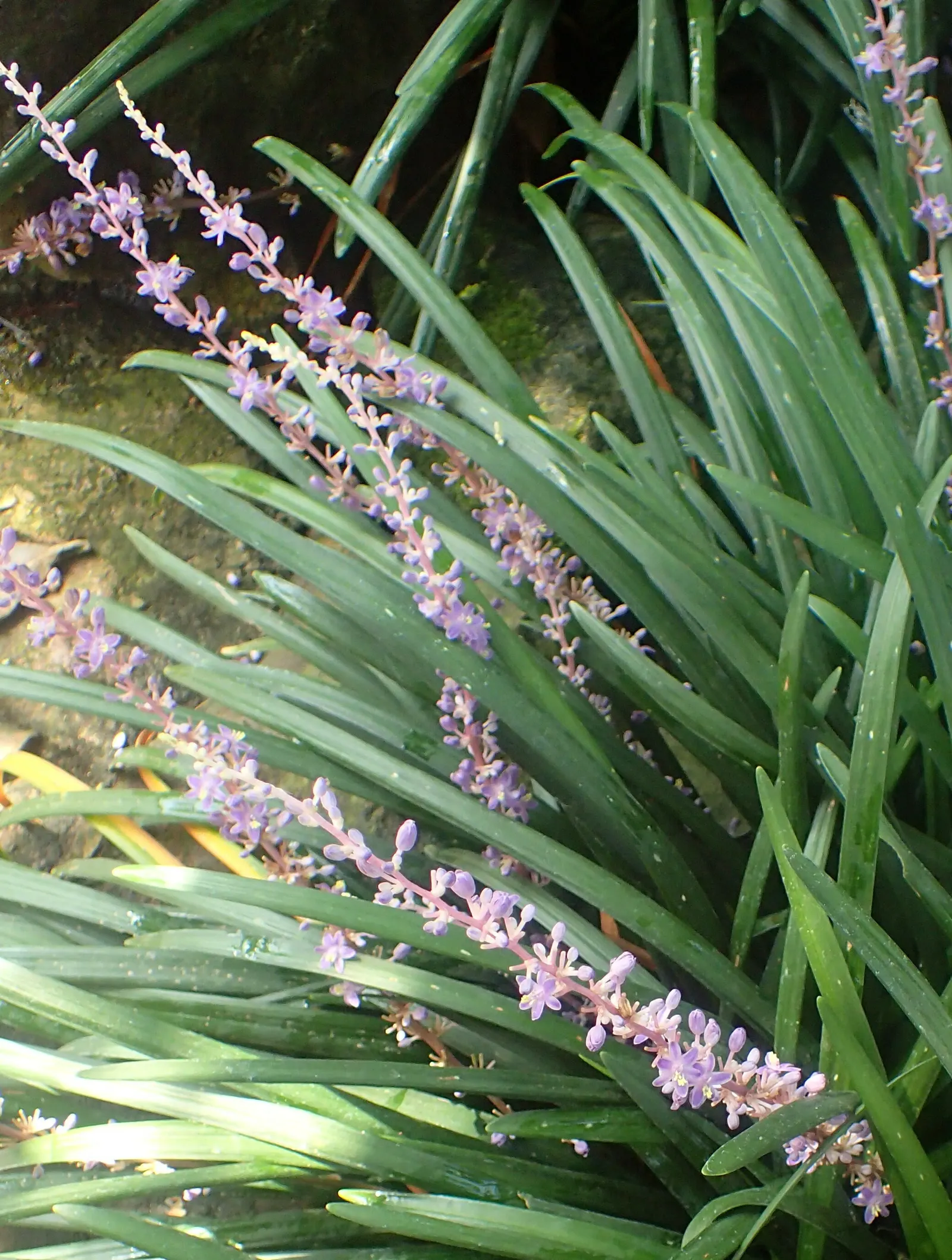 Lilyturf (Liriope Spicata) — lavender flowers in the garden