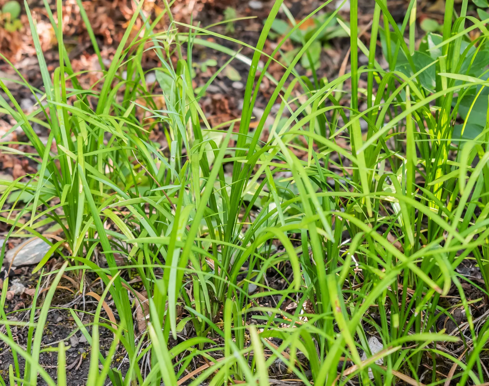Lilyturf (Liriope Spicata) — It bears small, purple flowers in late summer, transitioning to blackish berries