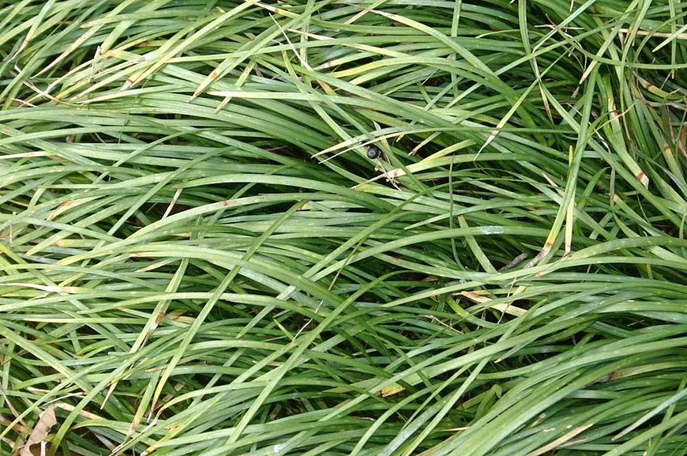 Lilyturf (Liriope Spicata) — Hardy in USDA zones 4-10, this groundcover thrives in partial to full shade and adaptable to various soils
