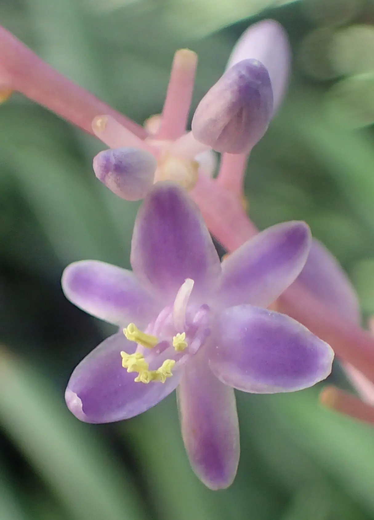 Lilyturf (Liriope Spicata) — regular maintenance may involve division every few years to keep its spread in check and ensure plant health; perennial for full