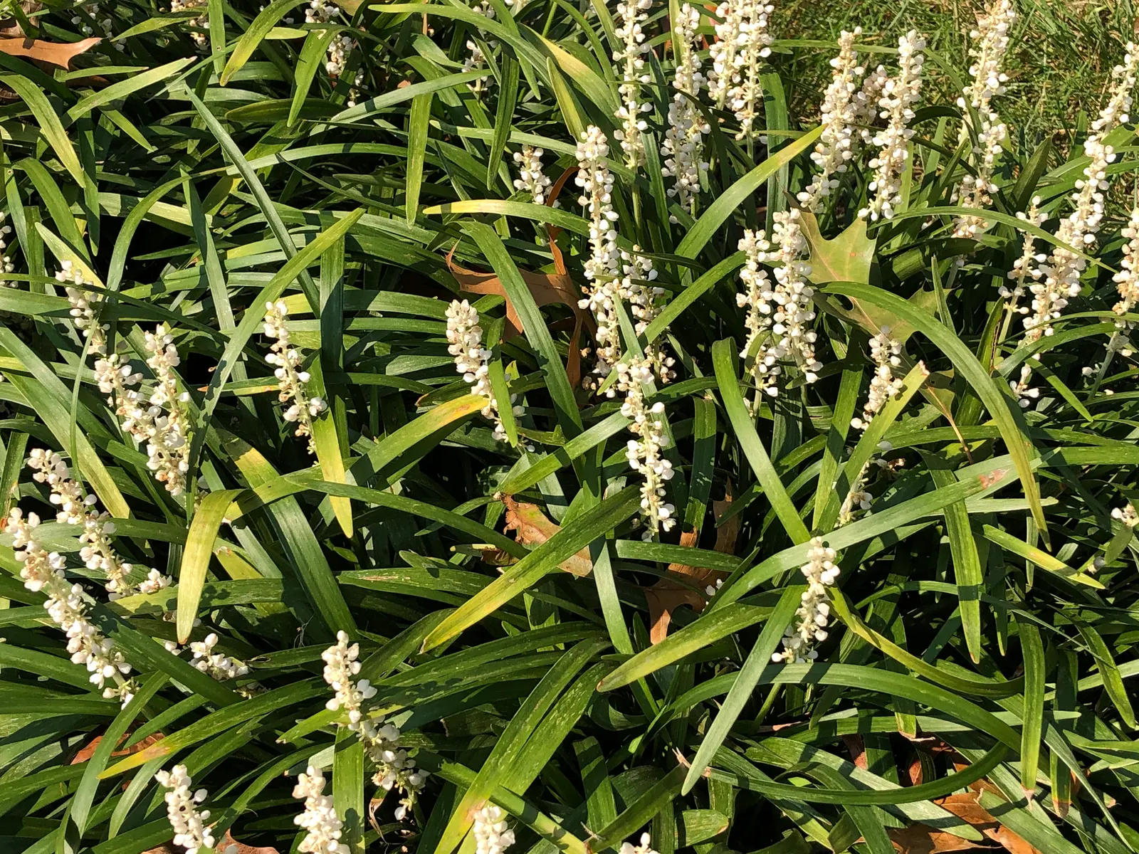 Lilyturf (Liriope Spicata) — This plant's adaptability makes it a propitious choice for gardeners contending with sloped terrain; with a moderate growth rate