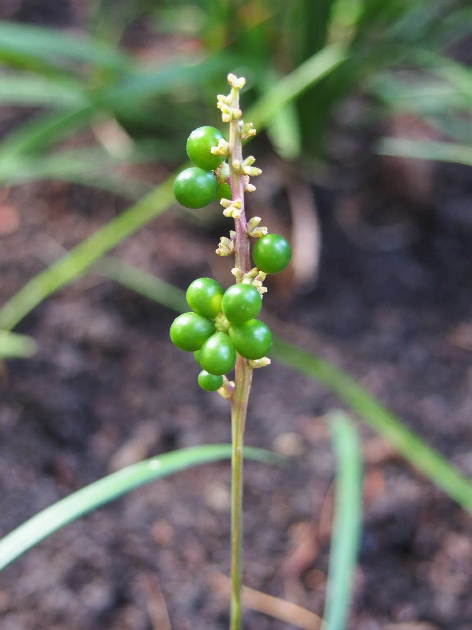 Lilyturf (Liriope Spicata) — Lilyturf (Liriope spicata) is an evergreen perennial with tufted; hardy in USDA zones 4-10, this groundcover thrives, image 49