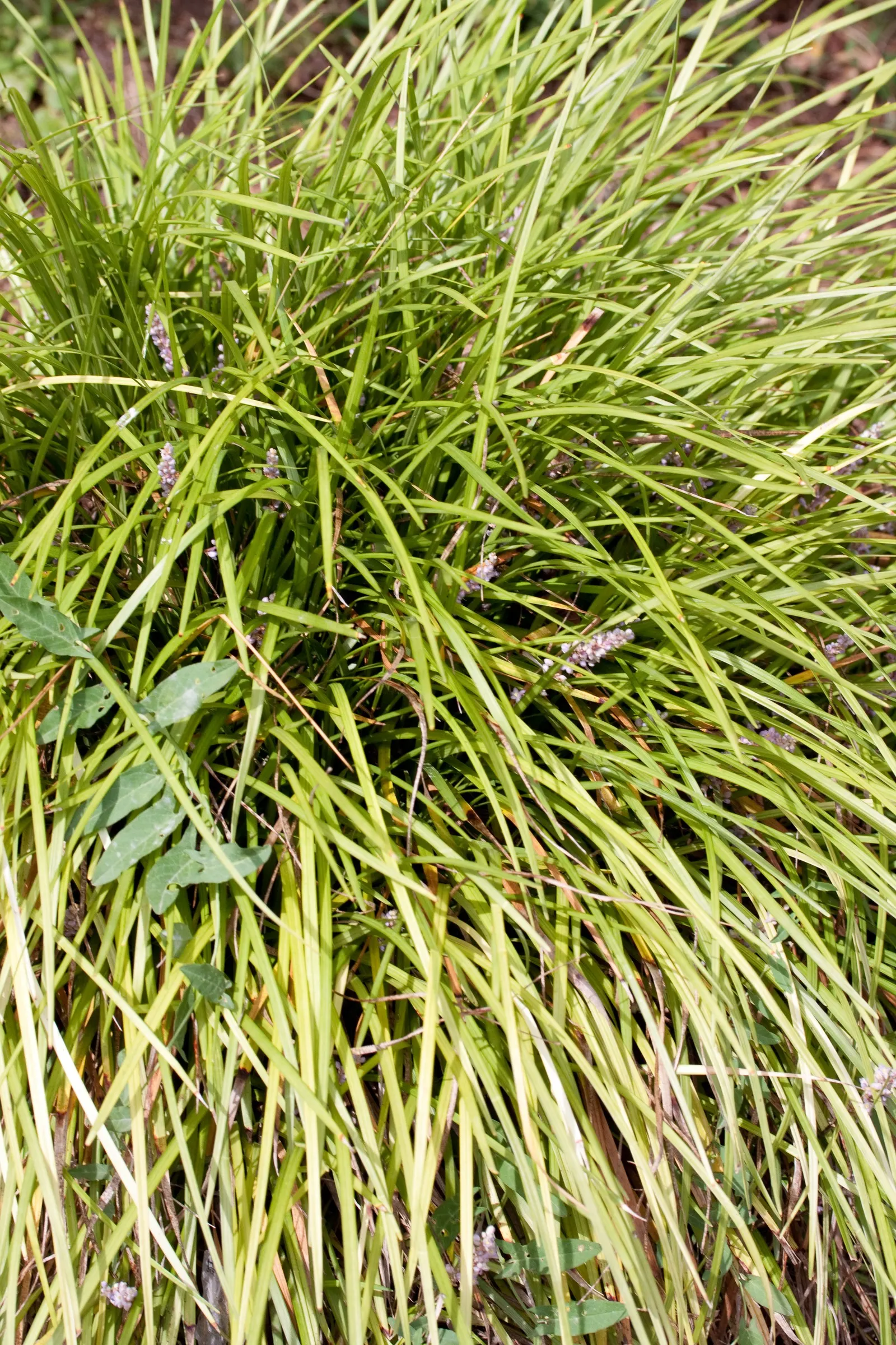 Lilyturf (Liriope Spicata) — or desiring a groundcover that helps in erosion control