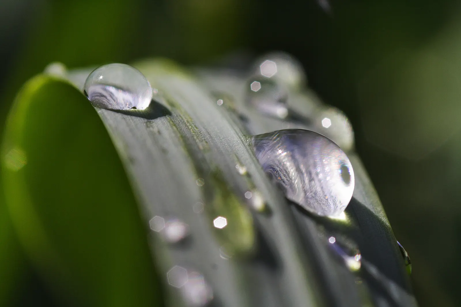 Lilyturf (Liriope Spicata) — Lilyturf (Liriope spicata) is an evergreen perennial with tufted