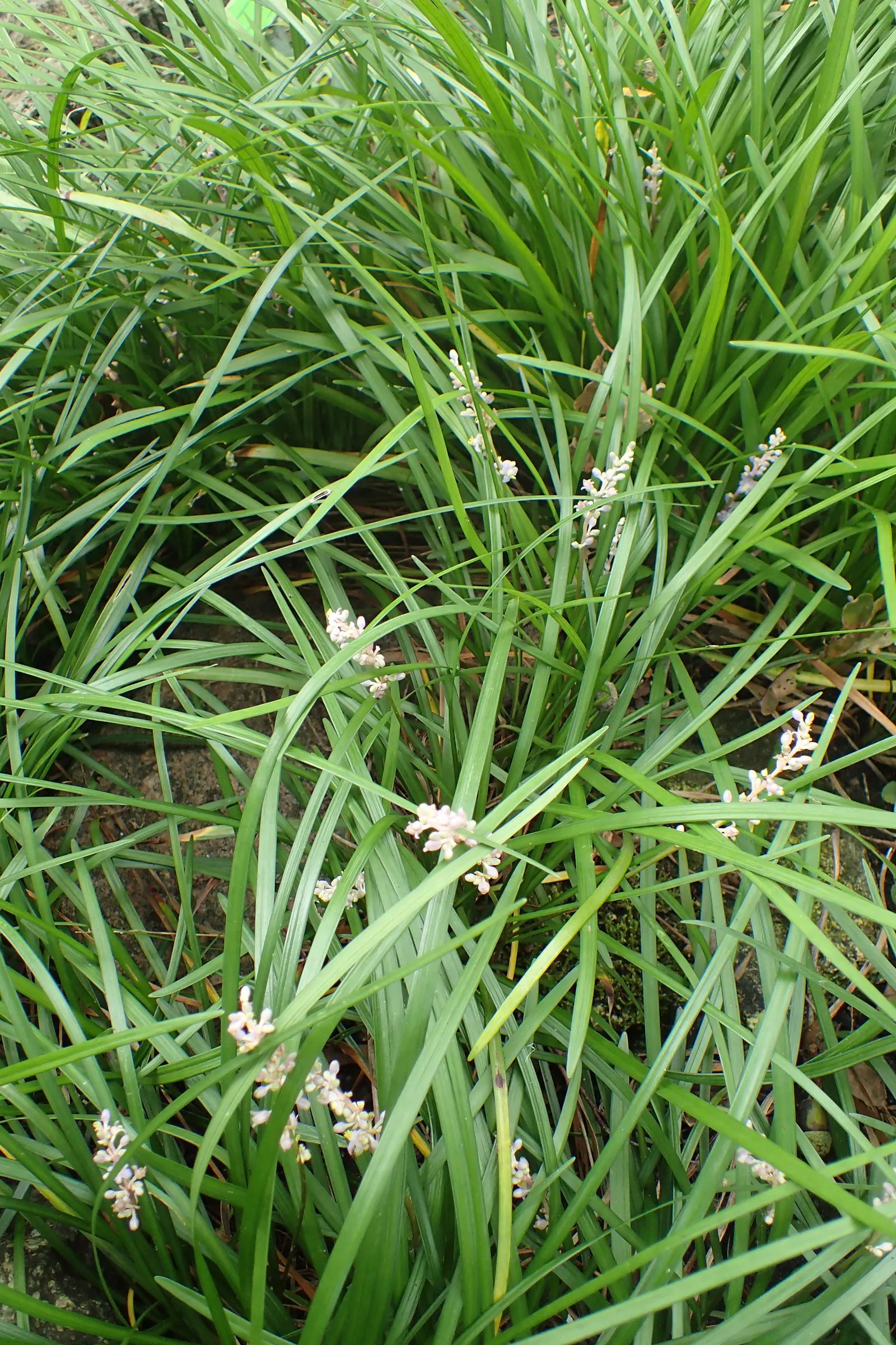 Lilyturf (Liriope Spicata) — It tolerates a wide range of soil types as long as they are well-draining; offering added interest in the, image 64