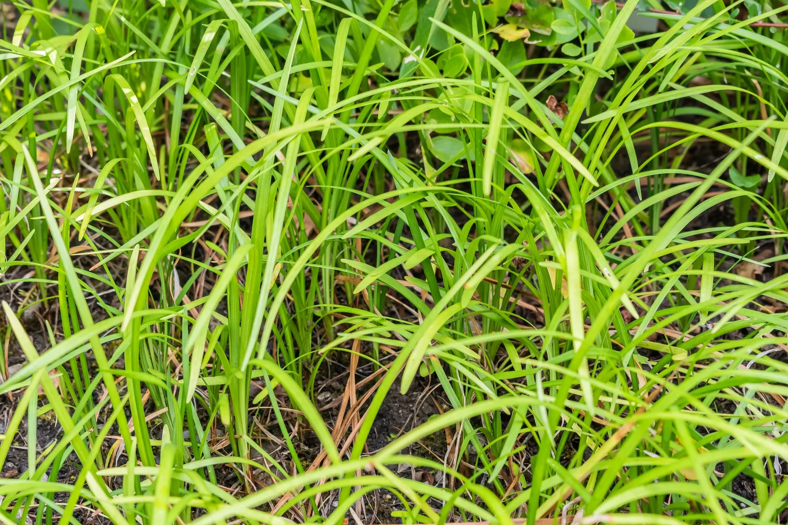 Lilyturf (Liriope Spicata) — In late summer to early fall