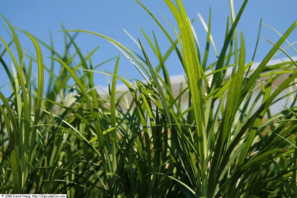 Lilyturf (Liriope Spicata) — or desiring a groundcover that helps in erosion control; it bears small, purple flowers in late summer, transitioning to blackish