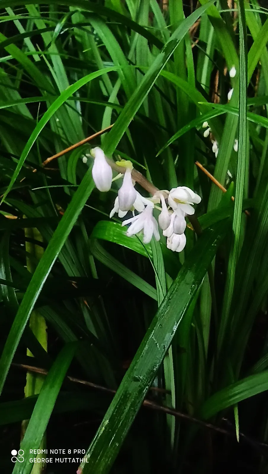 Lilyturf (Liriope Spicata) — This plant's adaptability makes it a propitious choice for gardeners contending with sloped terrain; with a moderate, image 65