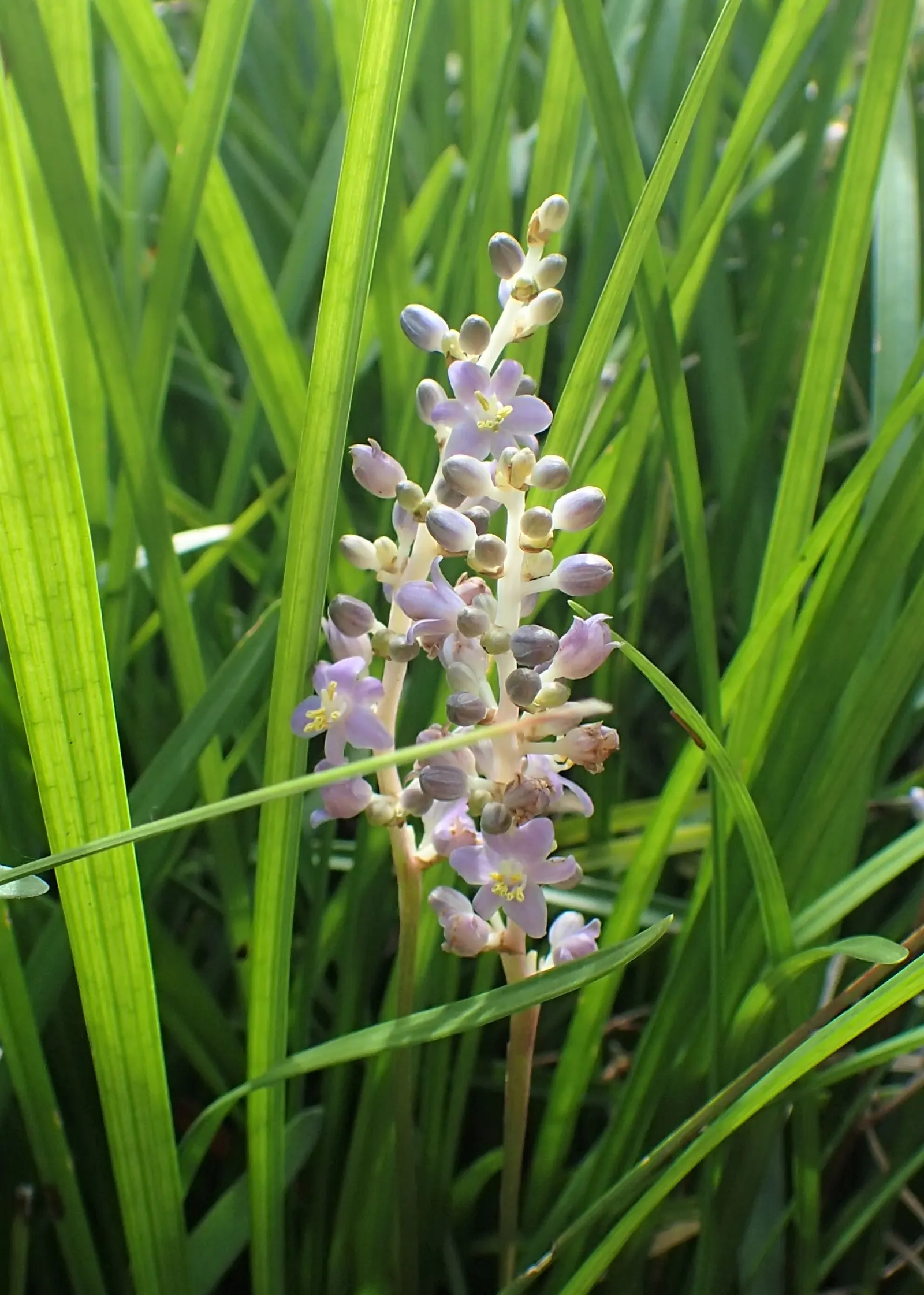 Lilyturf (Liriope Spicata) — It bears small, purple flowers in late summer, transitioning to blackish berries; or desiring a groundcover that helps, image 51