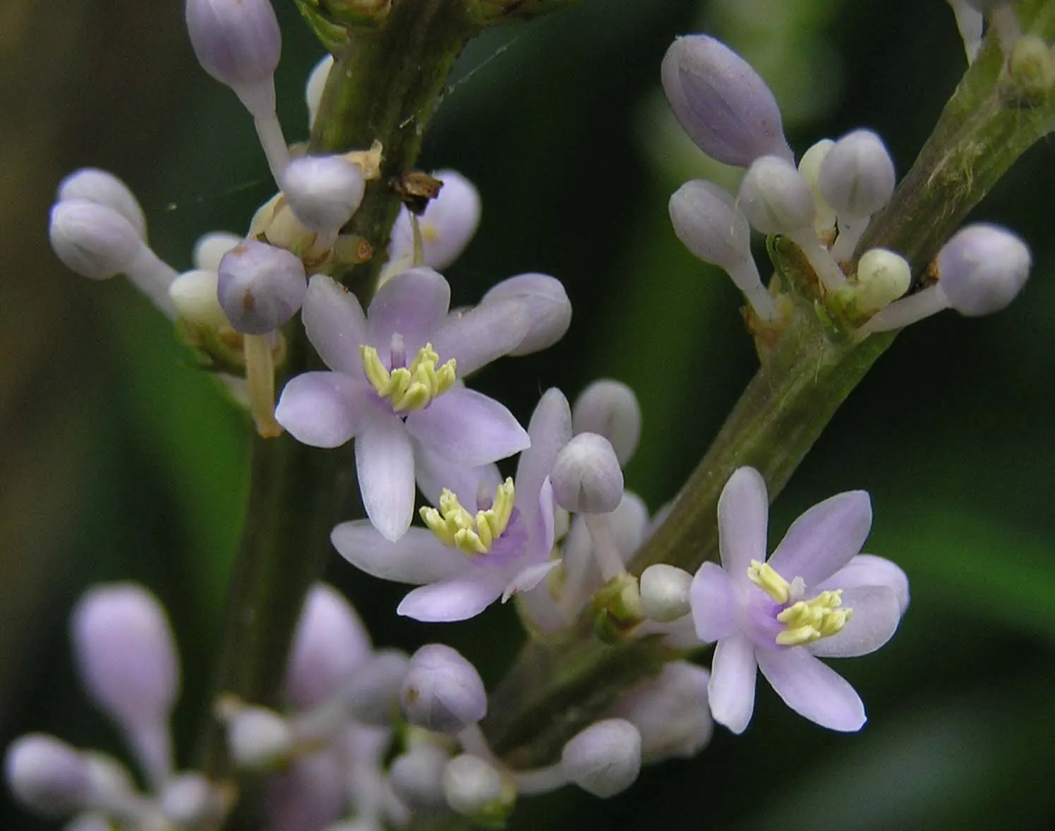Lilyturf (Liriope Spicata) — Its minimal requirement for water once established, and its ability to stifle weeds, are added benefits; lavender to white flower