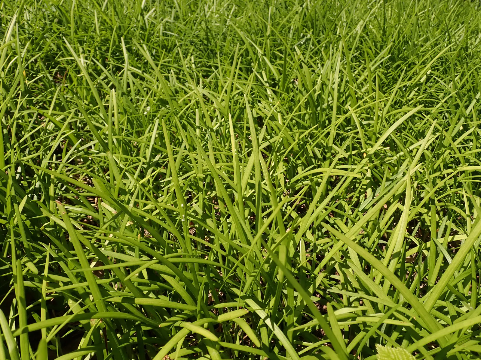 Lilyturf (Liriope Spicata) — This plant's adaptability makes it a propitious choice for gardeners contending with sloped terrain