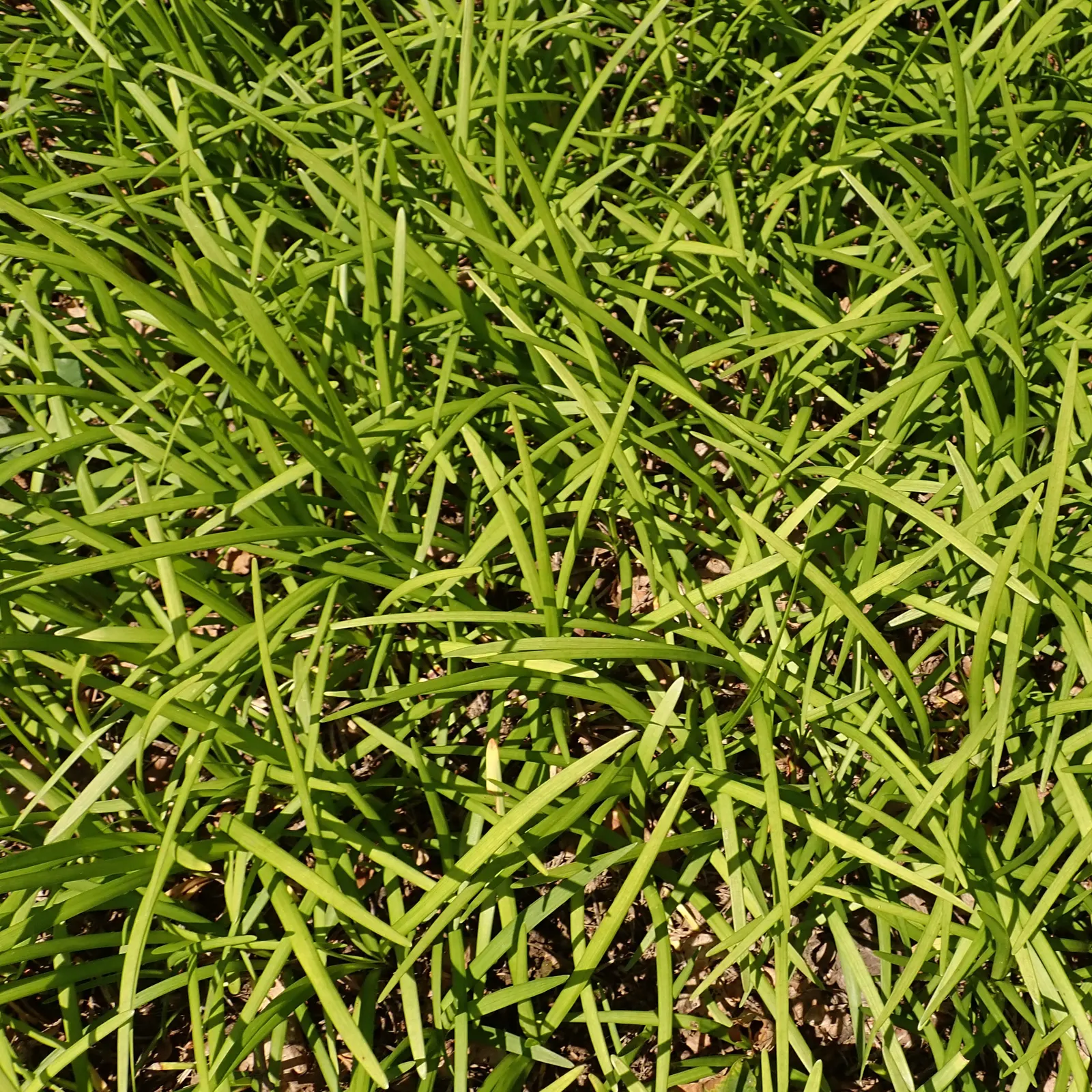 Lilyturf (Liriope Spicata) — or desiring a groundcover that helps in erosion control; it bears small, purple flowers in late summer, transitioning, image 66