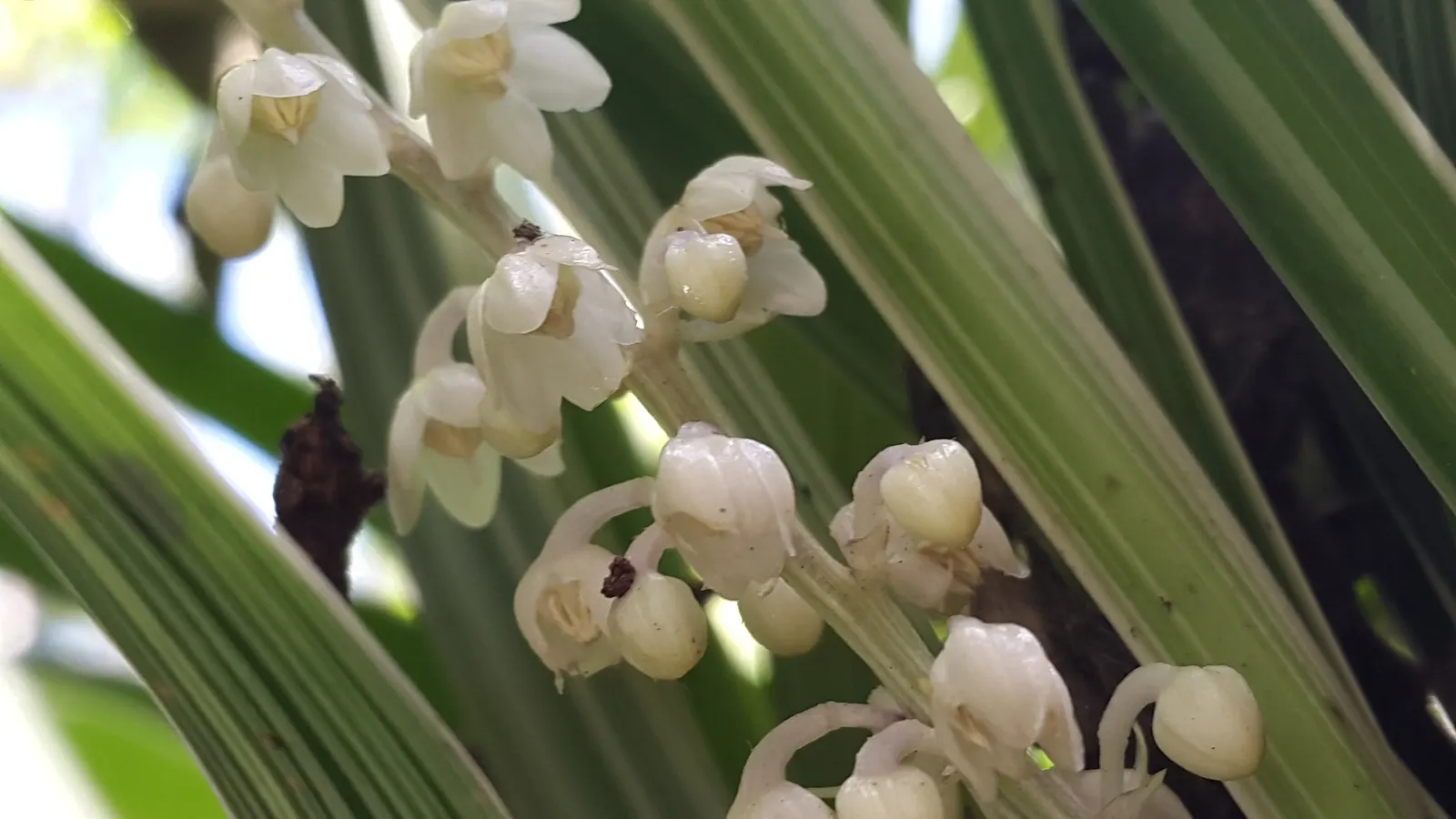 Lilyturf (Liriope Spicata) — perennial for full or half; regular maintenance may involve division every few years to keep its spread in check and ensure plant