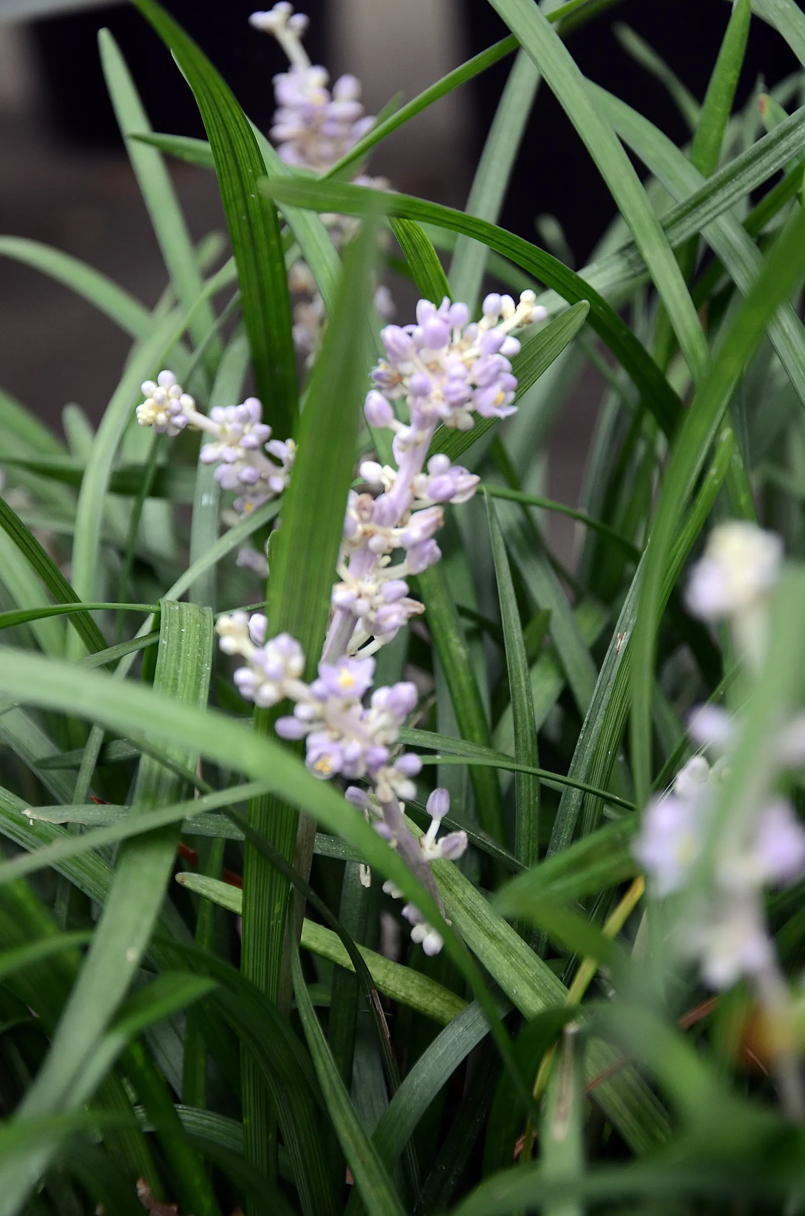 Lilyturf (Liriope Spicata) — Its minimal requirement for water once established, and its ability to stifle weeds, are added benefits