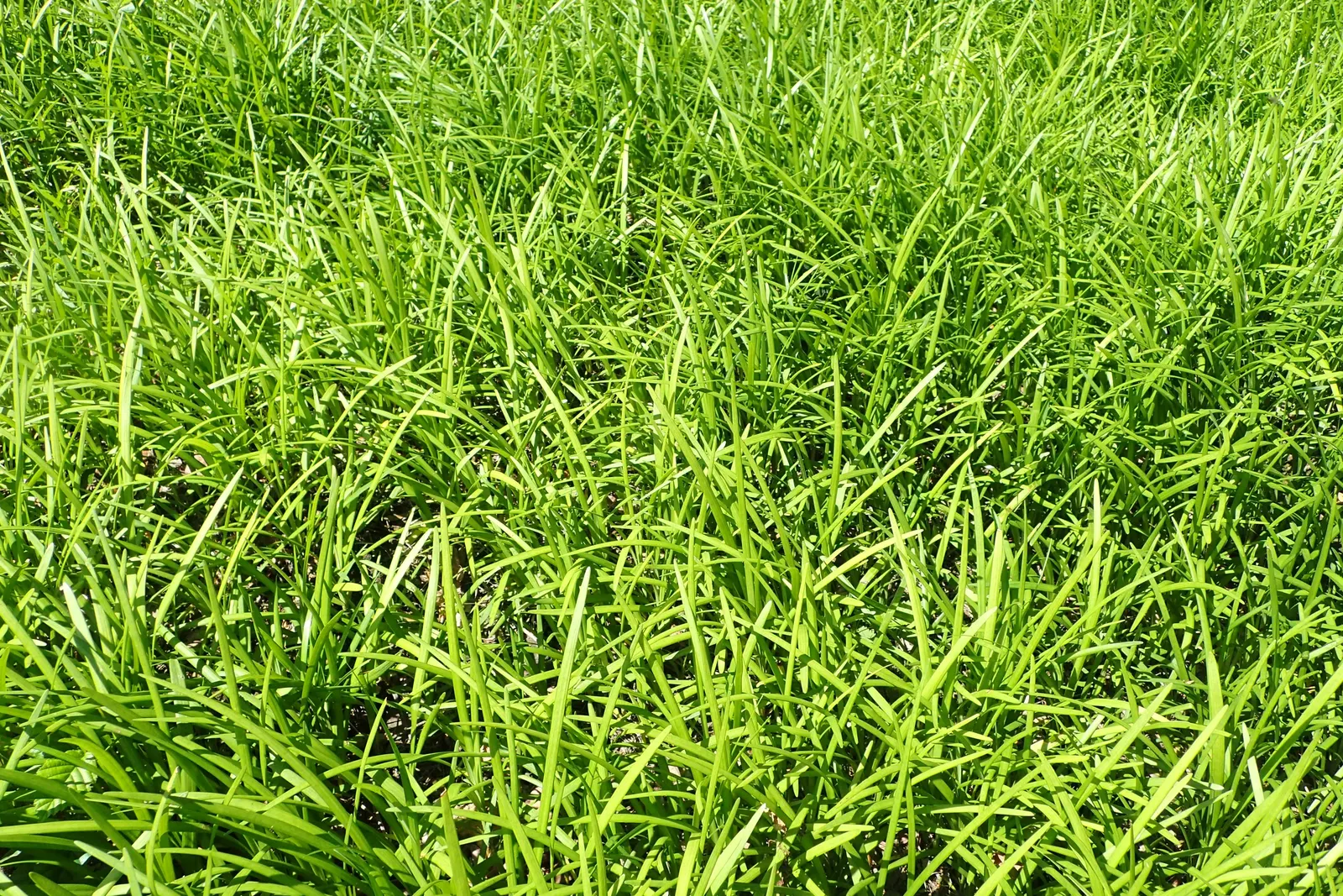Lilyturf (Liriope Spicata) — Ideal for erosion control, edging, or under-canopy planting, it requires minimal maintenance once established; this, image 53