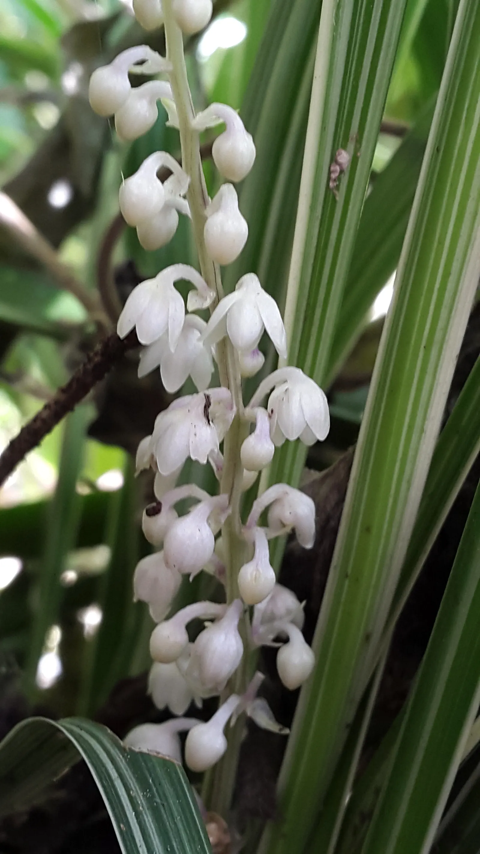 Lilyturf (Liriope Spicata) — commonly referred to as creeping liriope or monkey grass; but it can endure full sun in cooler climates, image 54