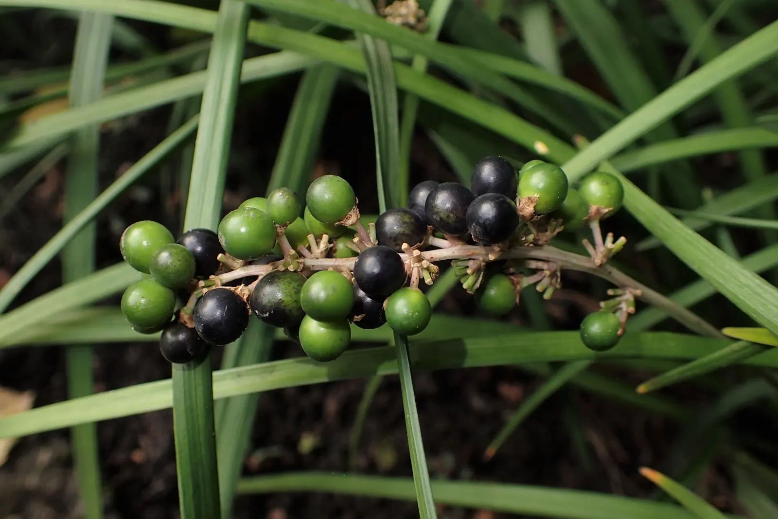 Lilyturf (Liriope Spicata) — grass-like foliage reaching 10-18 inches tall and spreading widely through rhizomes; adding a subtle textural contrast, image 50