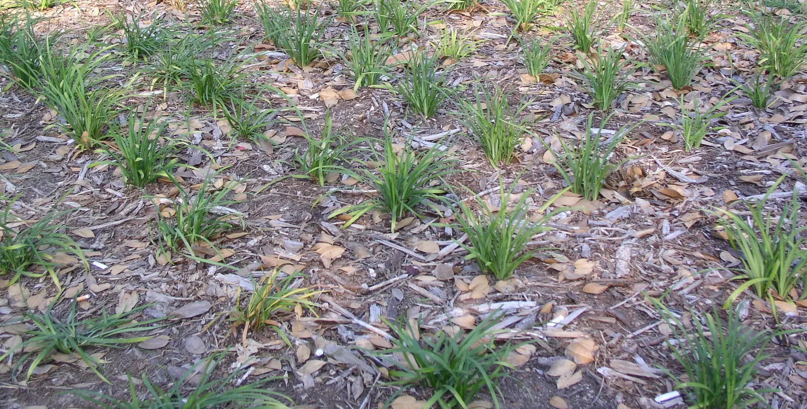 Lilyturf (Liriope Spicata) — Ideal for erosion control, edging, or under-canopy planting, it requires minimal maintenance once established
