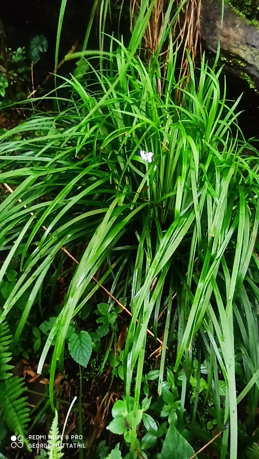 Lilyturf (Liriope Spicata) — This sturdy groundcover is characterized by its dense tufts of slender; ideal for erosion control, edging, or, image 56