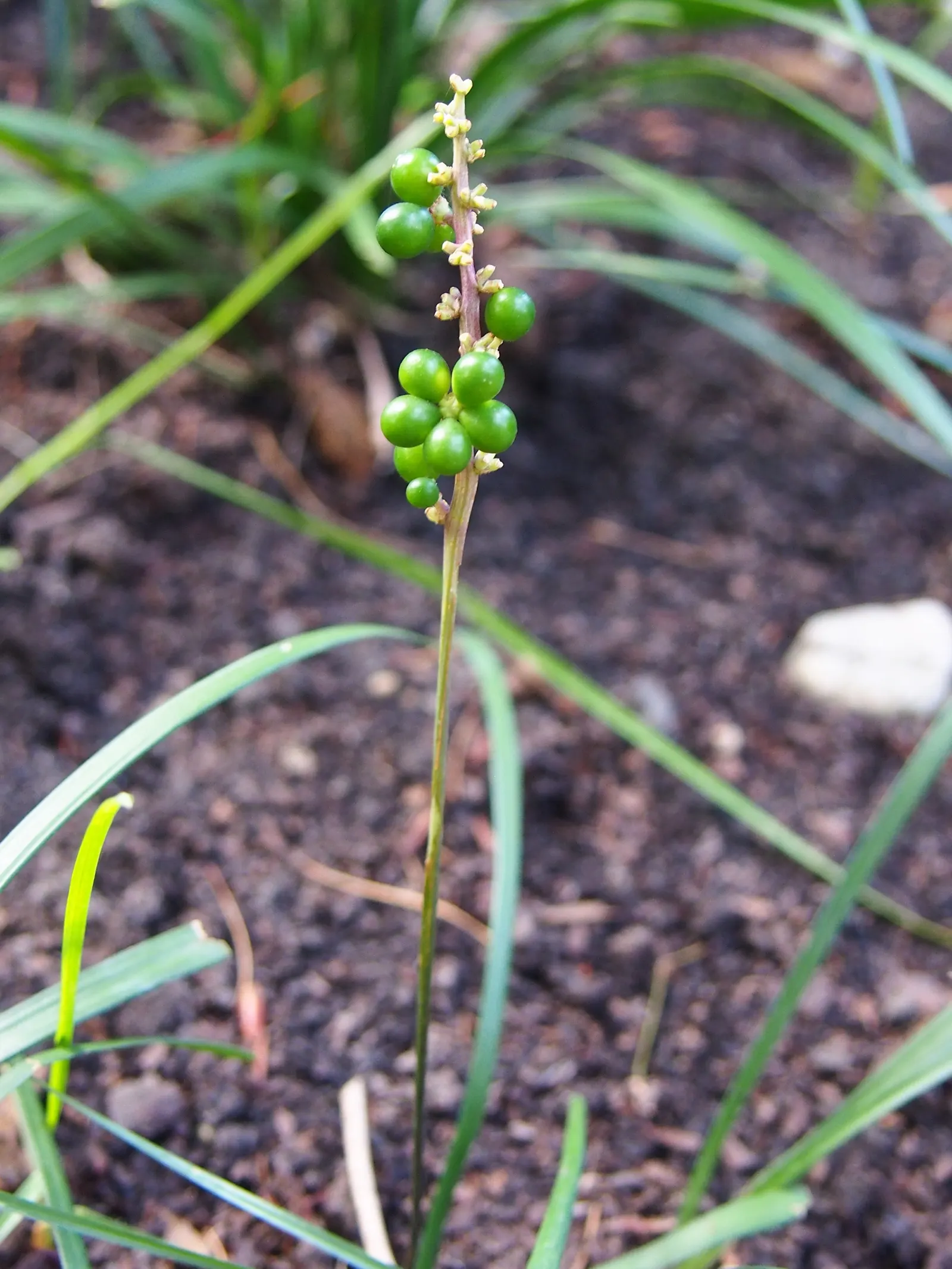 Lilyturf (Liriope Spicata) — offering added interest in the landscape.<br><br>Liriope spicata thrives in USDA hardiness zones 4 to 10; it tolerates, image 61
