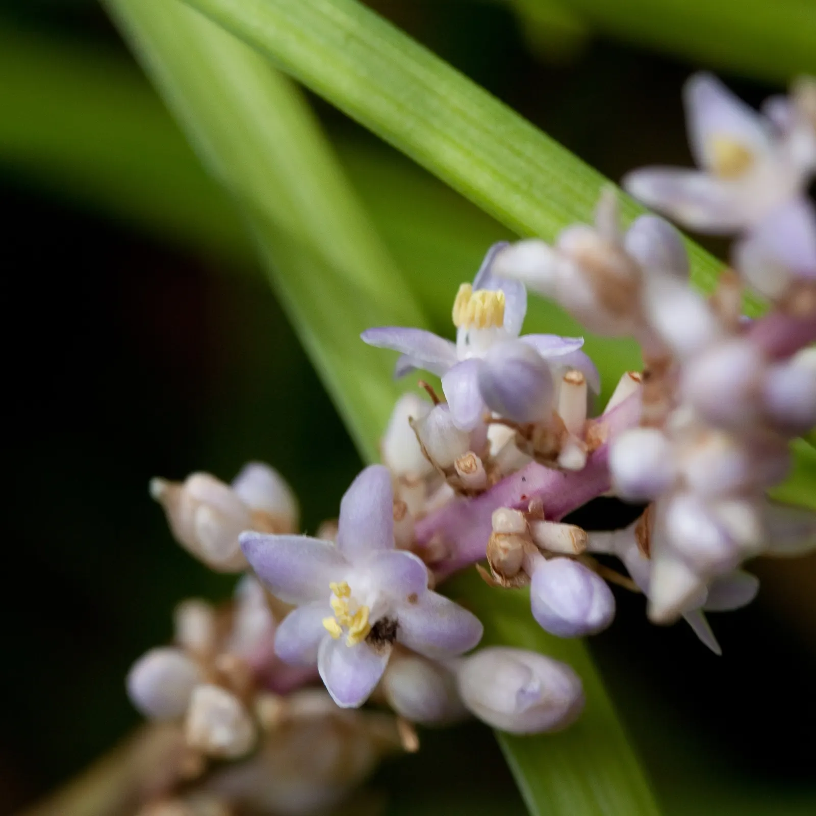 Lilyturf (Liriope Spicata) — perennial with lavender blooms