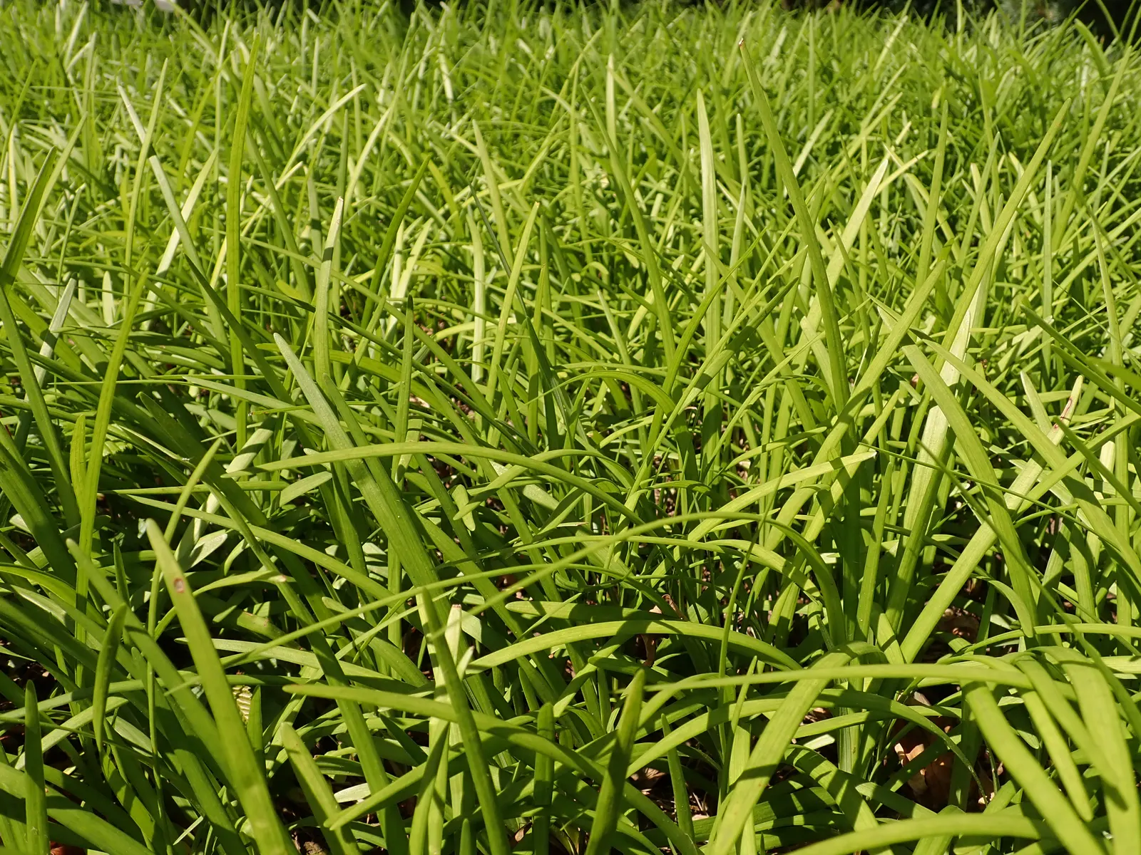Lilyturf (Liriope Spicata) — but it can endure full sun in cooler climates; commonly referred to as creeping liriope or monkey grass