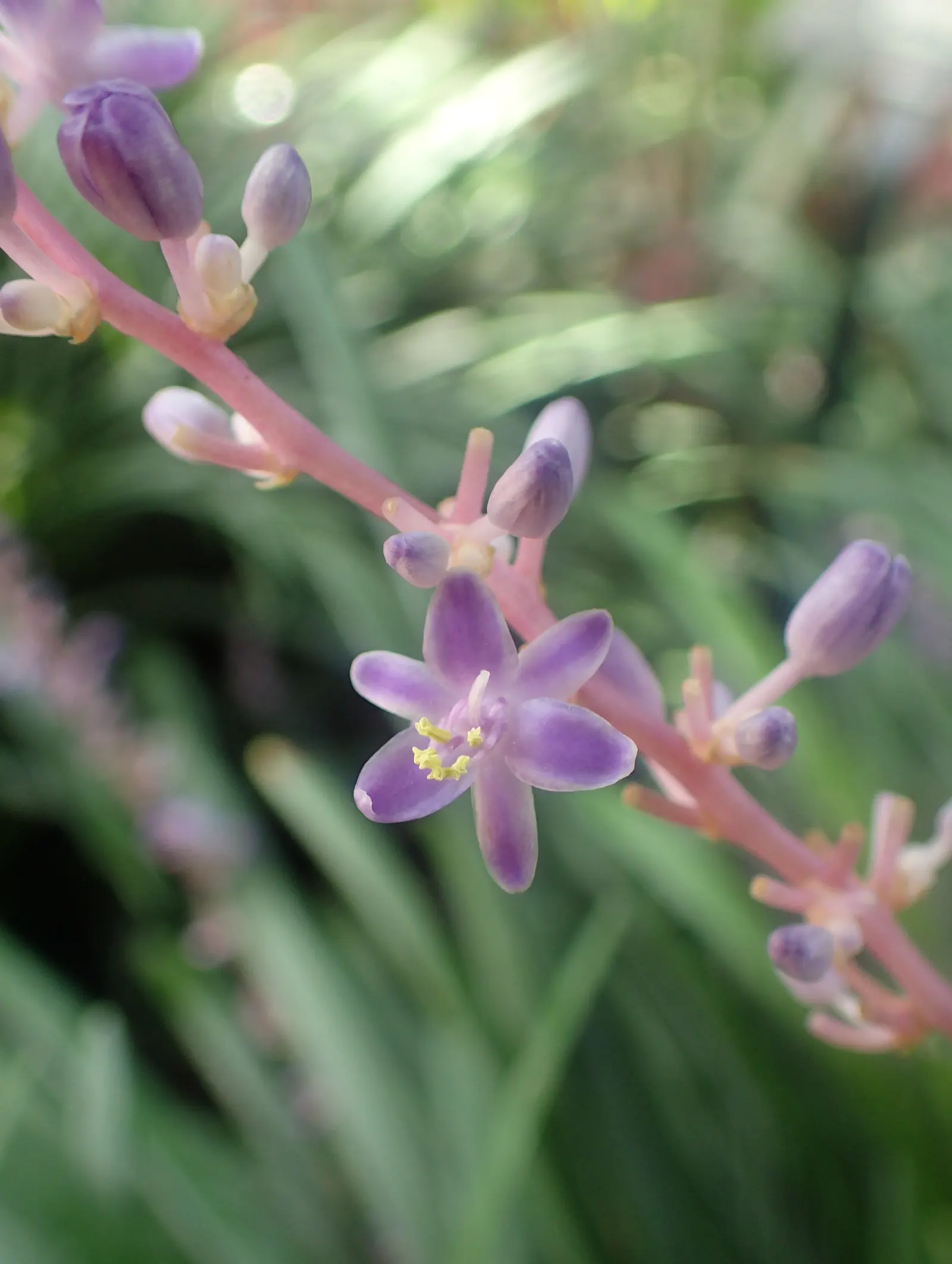 Lilyturf (Liriope Spicata) — commonly referred to as creeping liriope or monkey grass; but it can endure full sun in cooler climates