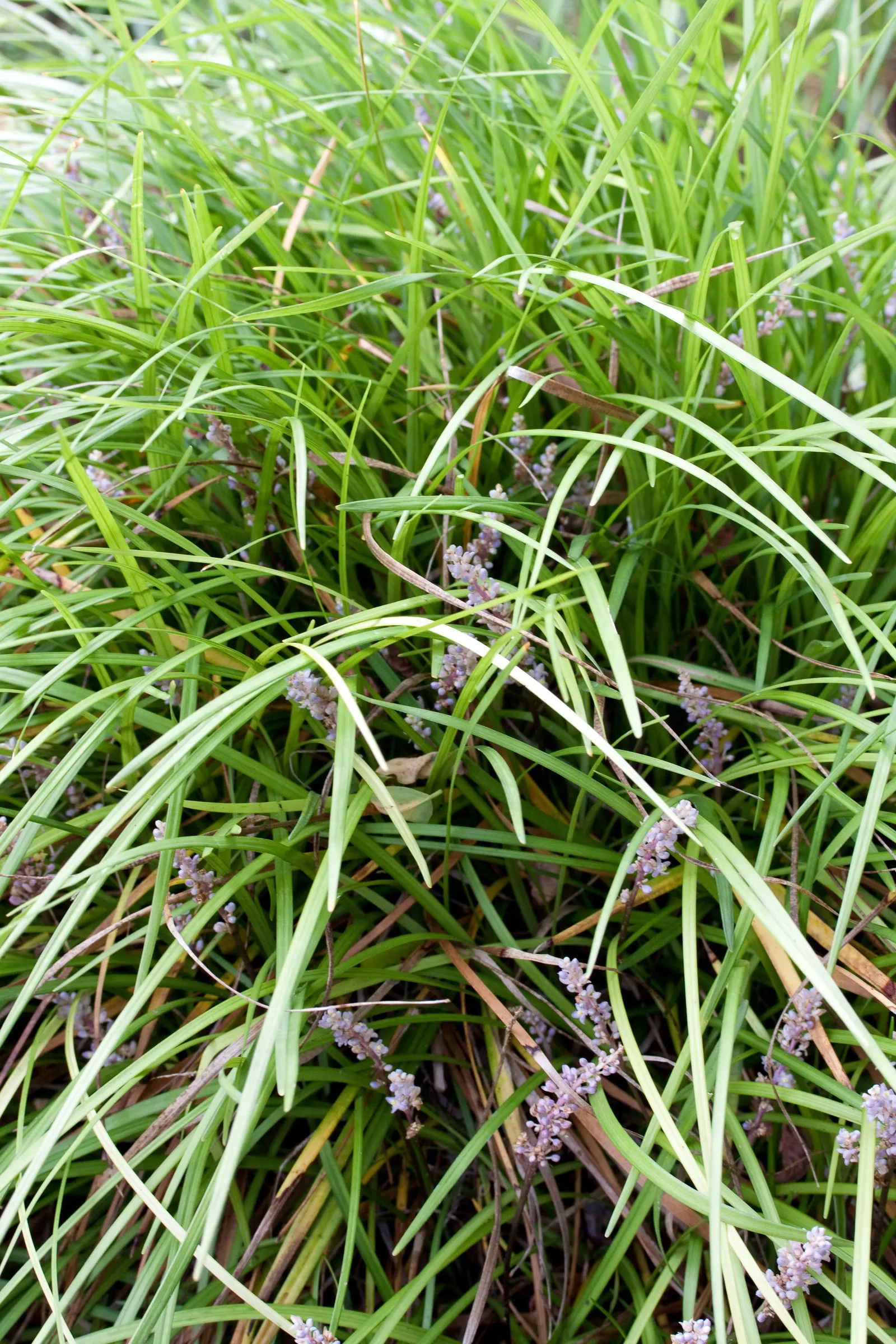Lilyturf (Liriope Spicata) — low-maintenance perennial well-suited to a variety of landscape designs; lavender flowers in the garden