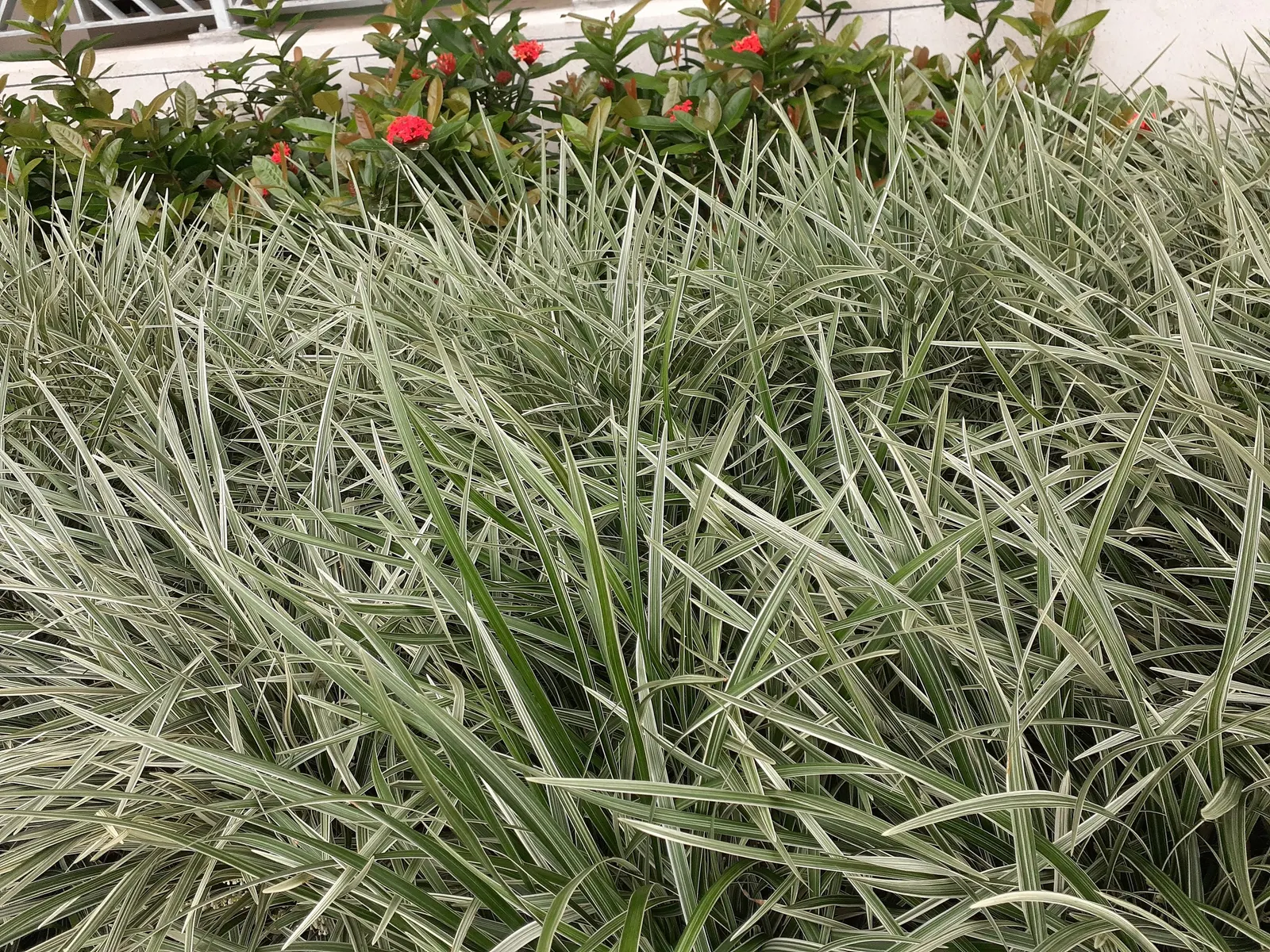 Lilyturf (Liriope Spicata) — These flowers give way to blackish berries that can persist into winter