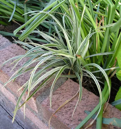Lilyturf (Liriope Spicata) — adding a subtle textural contrast; grass-like foliage reaching 10-18 inches tall and spreading widely through rhizomes, image 59