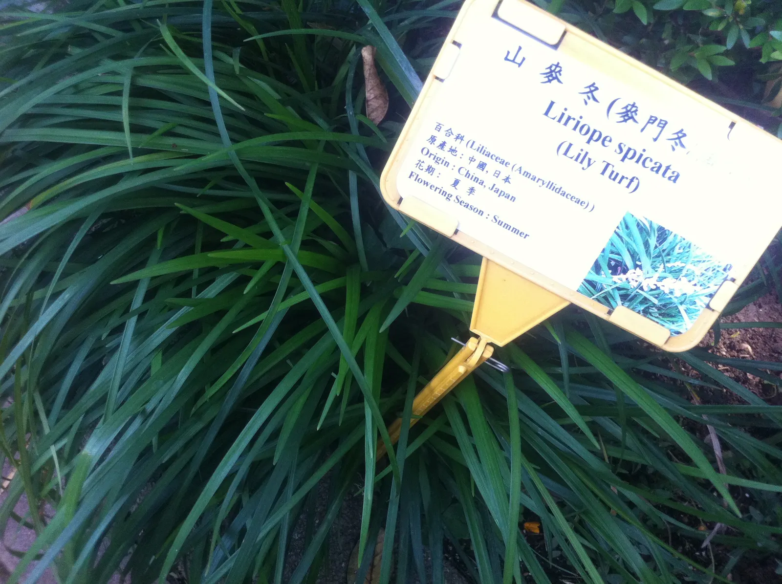 Lilyturf (Liriope Spicata) — but it can endure full sun in cooler climates