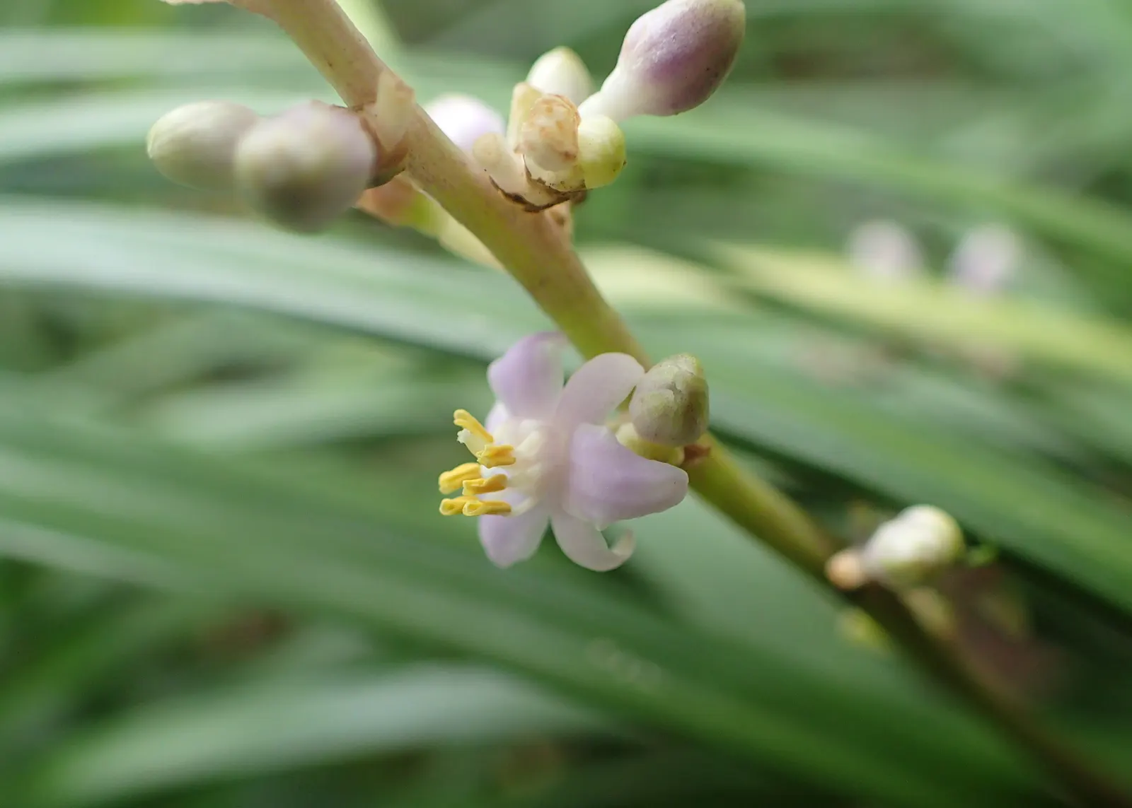 Lilyturf (Liriope Spicata) — Lilyturf (Liriope spicata) is an evergreen perennial with tufted; hardy in USDA zones 4-10, this groundcover thrives in partial to