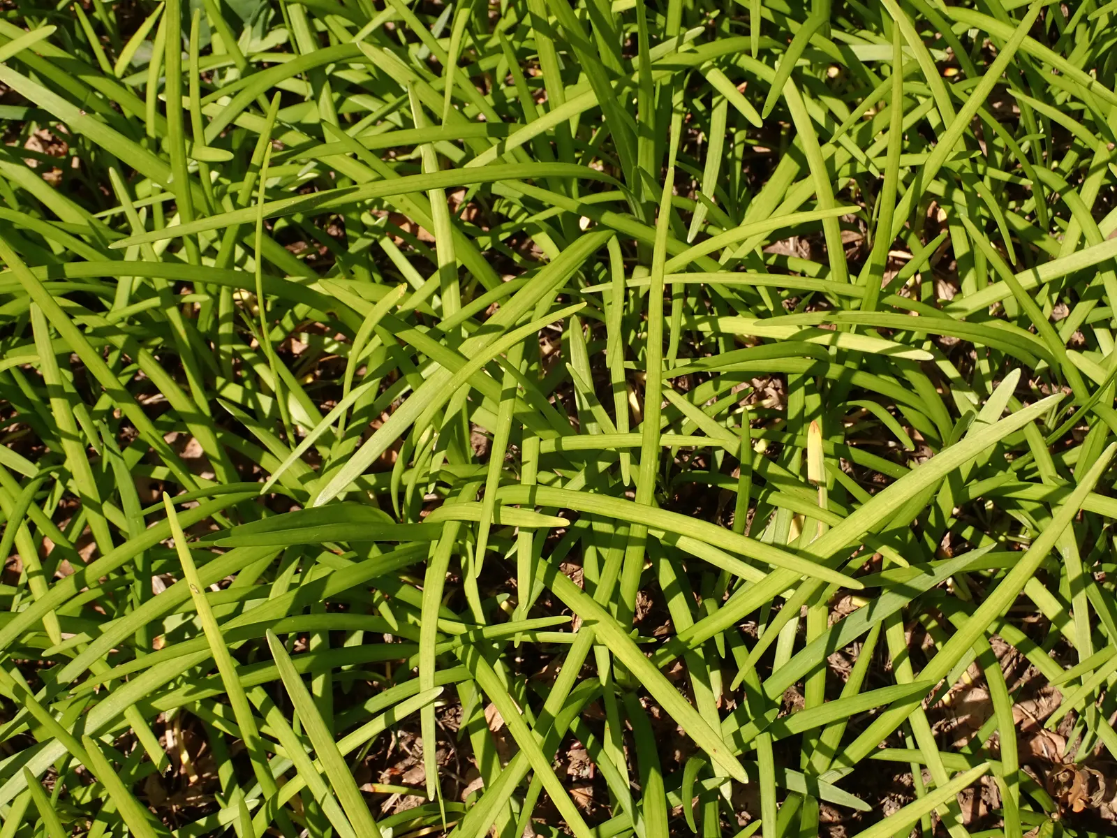 Lilyturf (Liriope Spicata) — low-maintenance perennial well-suited to a variety of landscape designs
