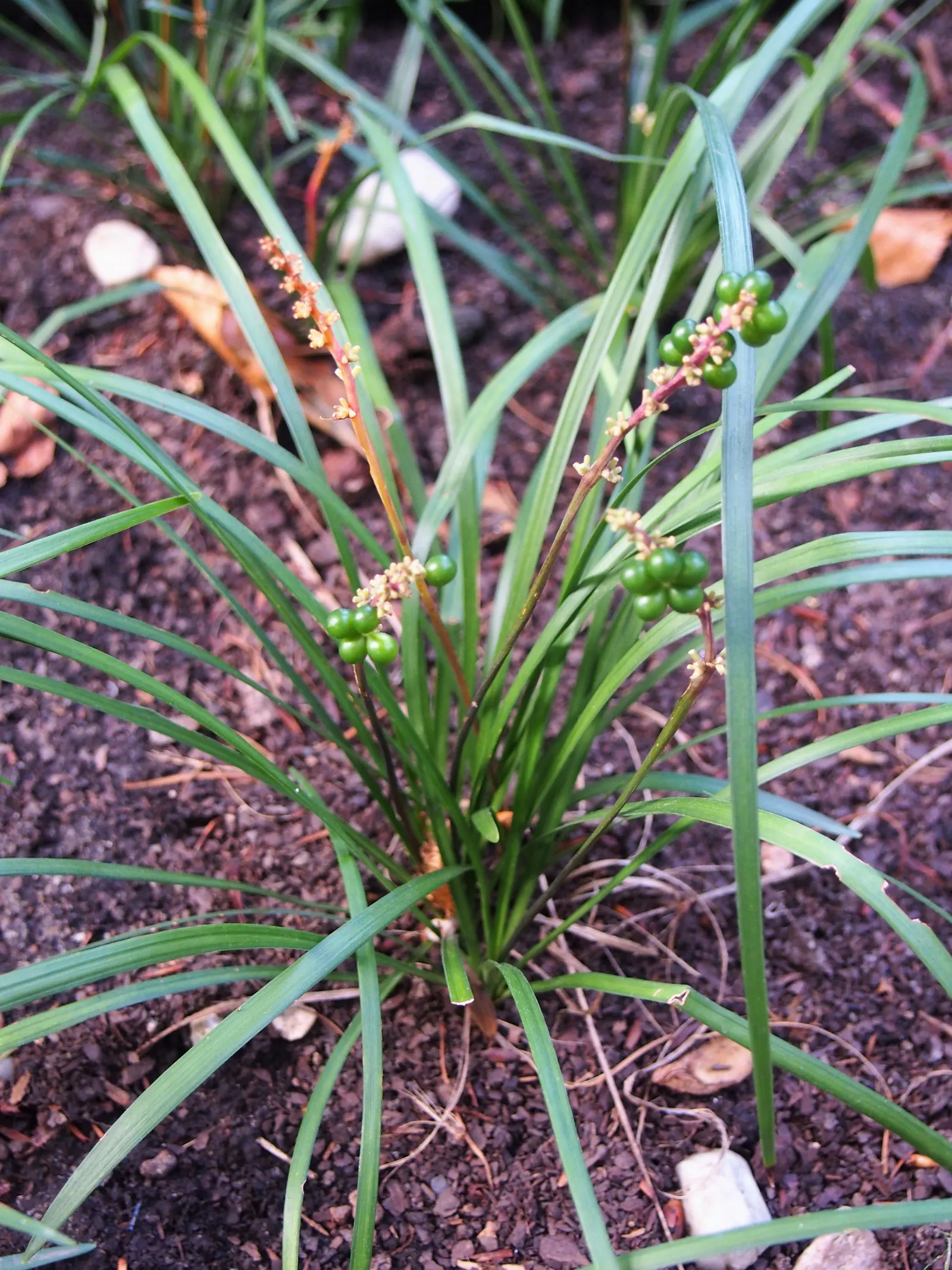 Lilyturf (Liriope Spicata) — lavender flowers in the garden; low-maintenance perennial well-suited to a variety of landscape designs