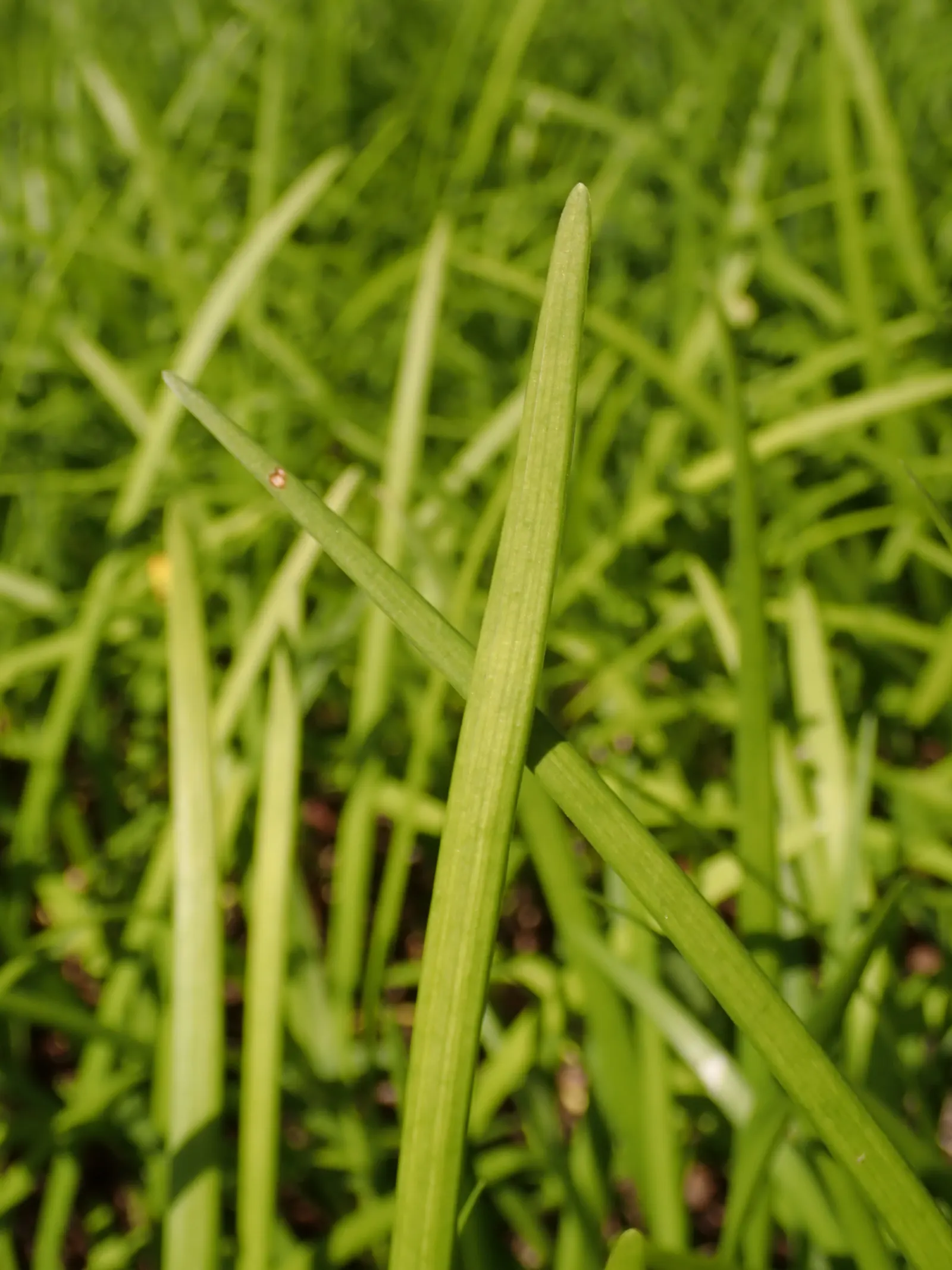 Lilyturf (Liriope Spicata) — preferring partial to full shade; perennial with lavender blooms