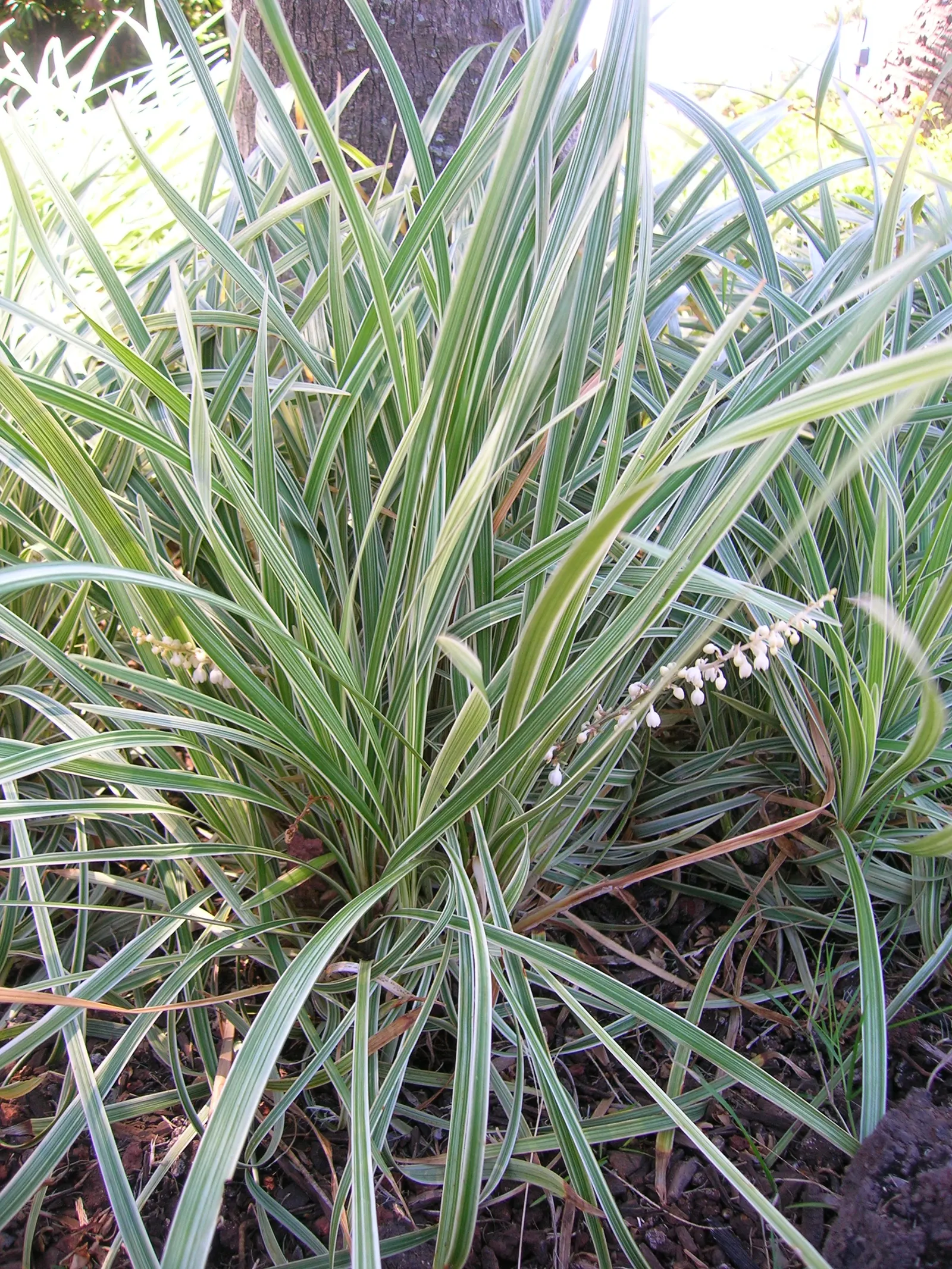 Lilyturf (Liriope Spicata) — perennial with lavender blooms; preferring partial to full shade