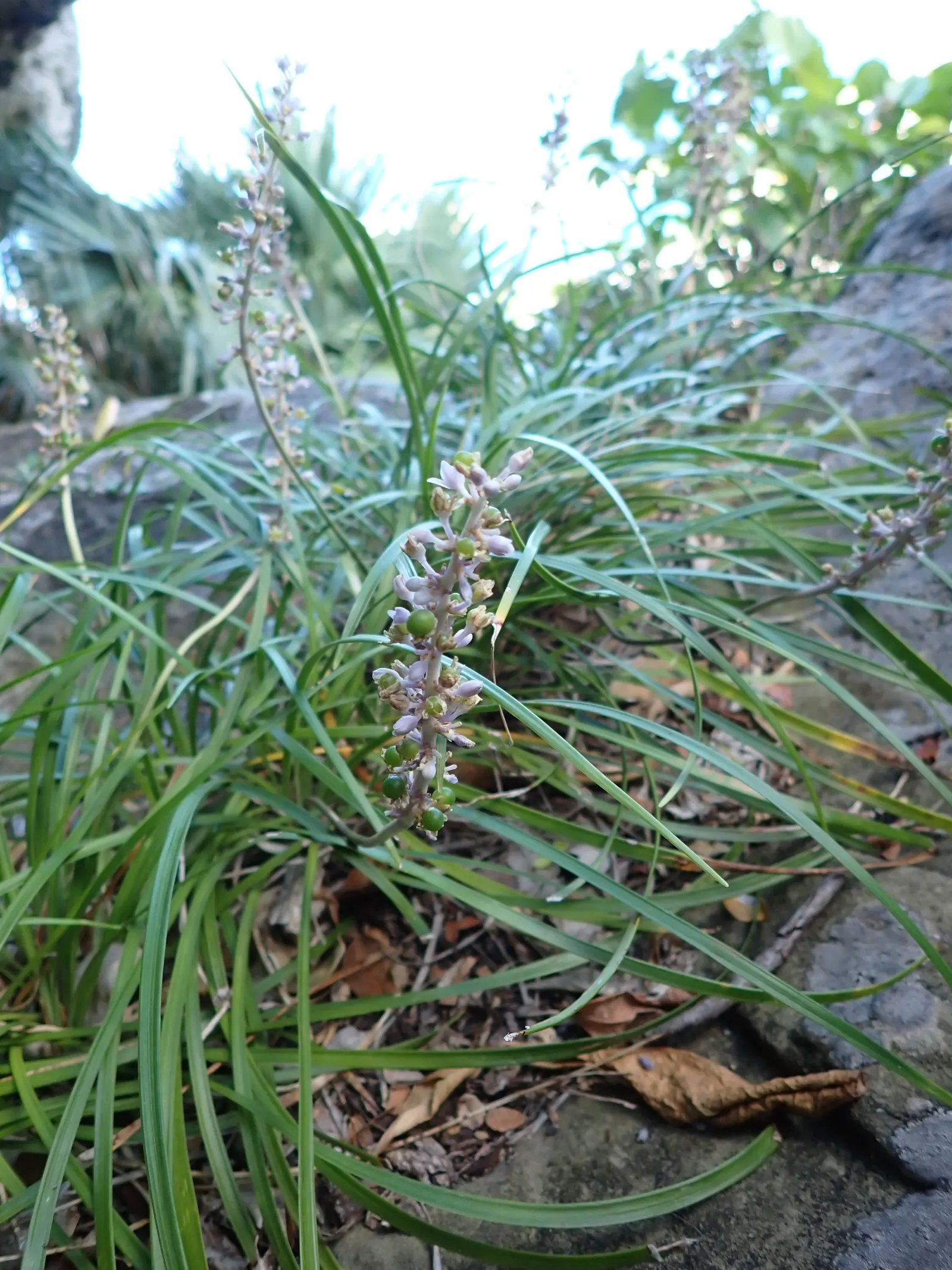 Lilyturf (Liriope Spicata) — adding a subtle textural contrast