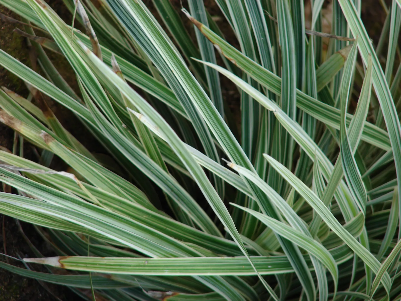 Lilyturf (Liriope Spicata) — Hardy in USDA zones 4-10, this groundcover thrives in partial to full shade and adaptable to various soils; lilyturf, image 52