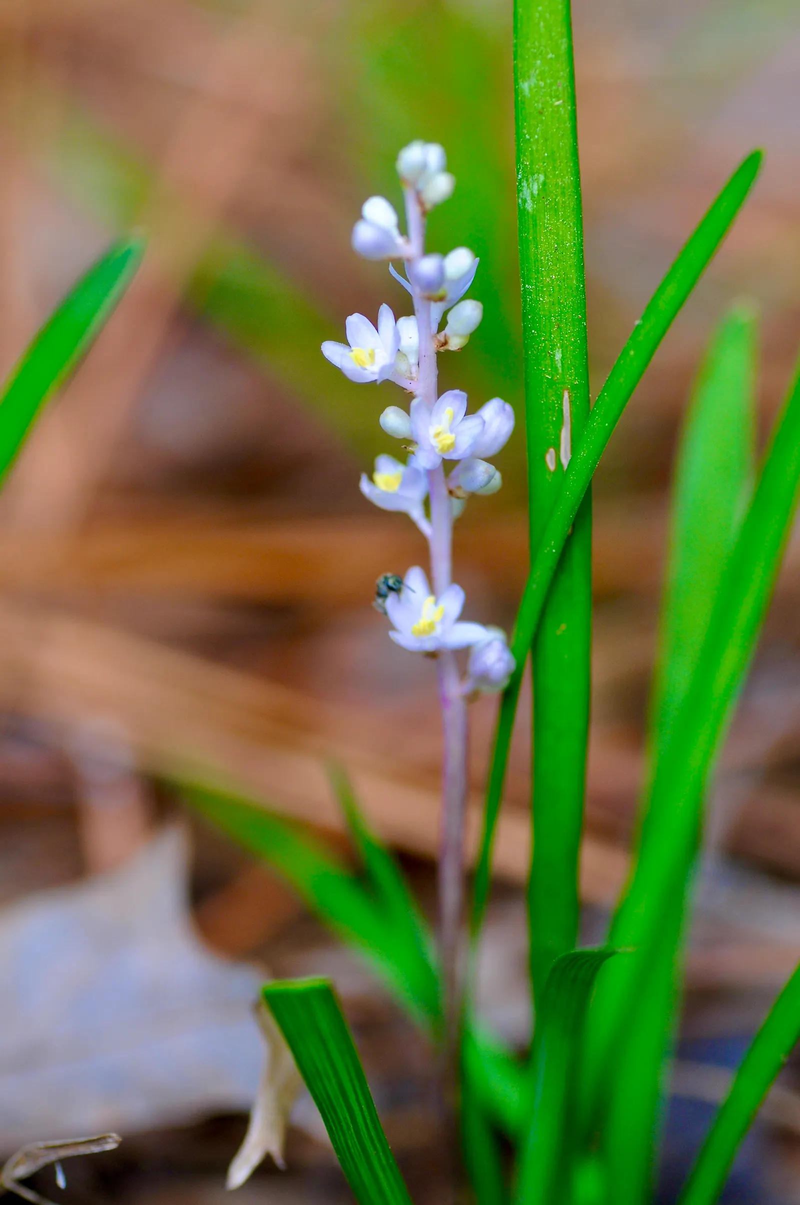 Lilyturf (Liriope Spicata) — With a moderate growth rate and its capacity to spread