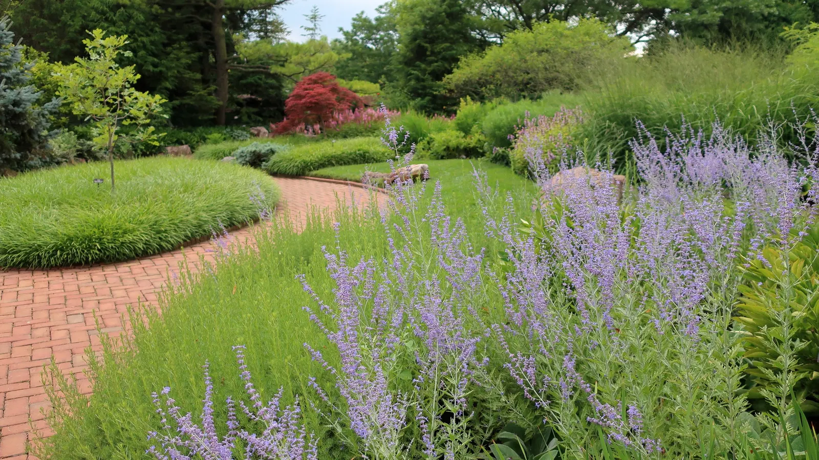 Lilyturf (Liriope Spicata) — It tolerates a wide range of soil types as long as they are well-draining