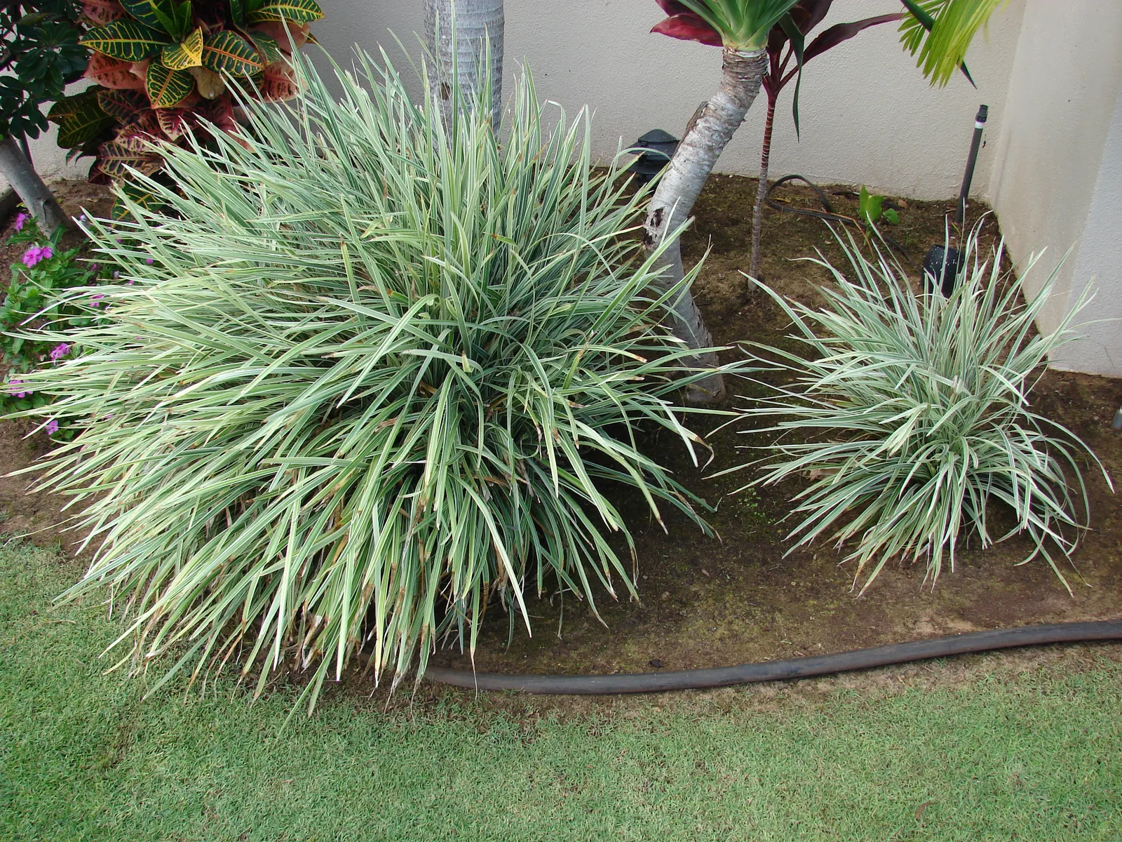 Lilyturf (Liriope Spicata) — It tolerates a wide range of soil types as long as they are well-draining; offering added interest in the