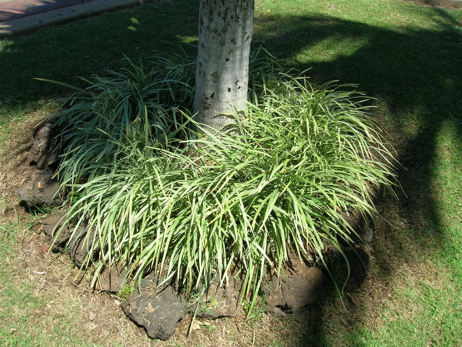 Lilyturf (Liriope Spicata) — grass-like foliage reaching 10-18 inches tall and spreading widely through rhizomes