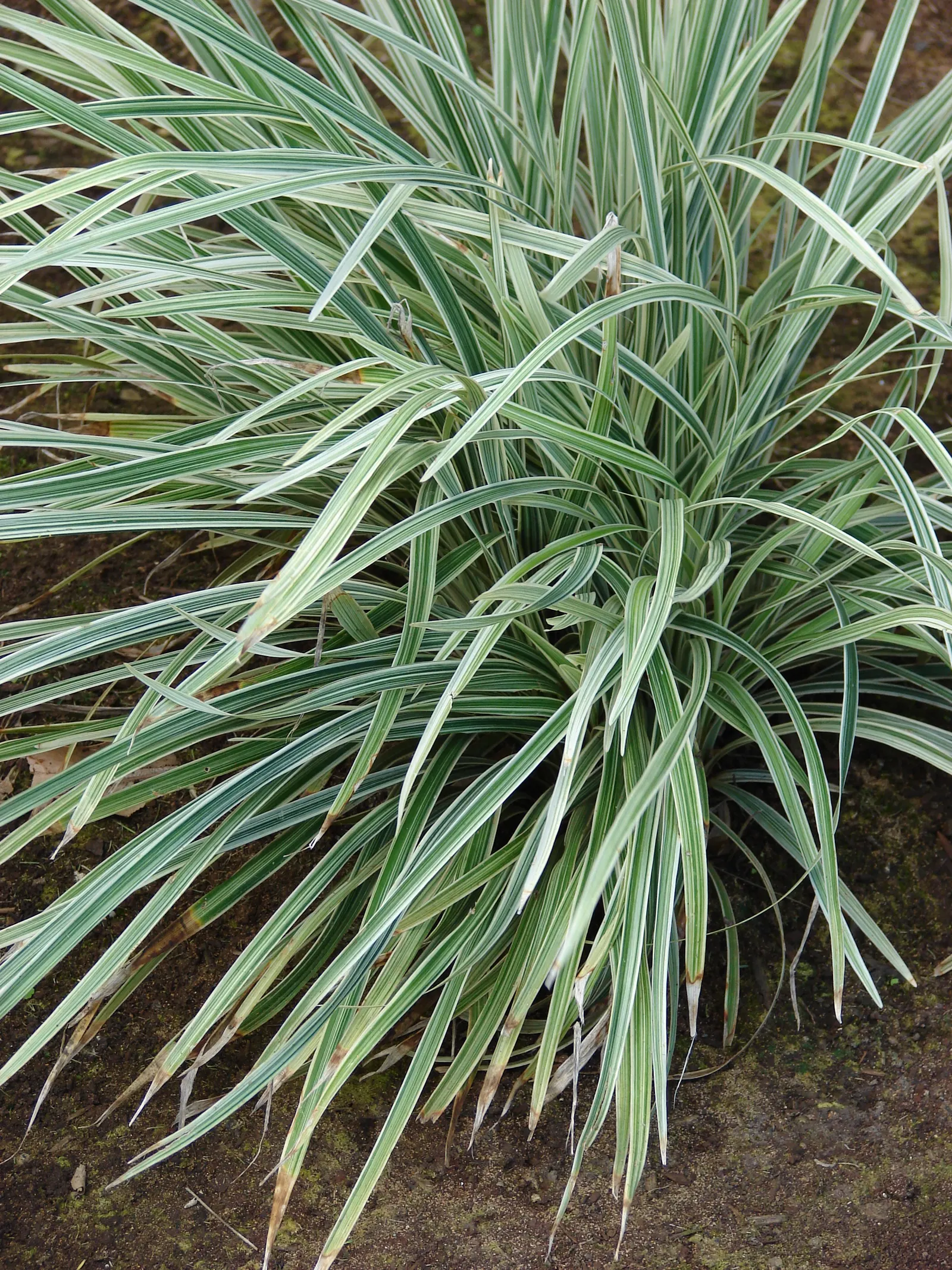 Lilyturf (Liriope Spicata) — In late summer to early fall; these flowers give way to blackish berries that can persist into winter, image 57