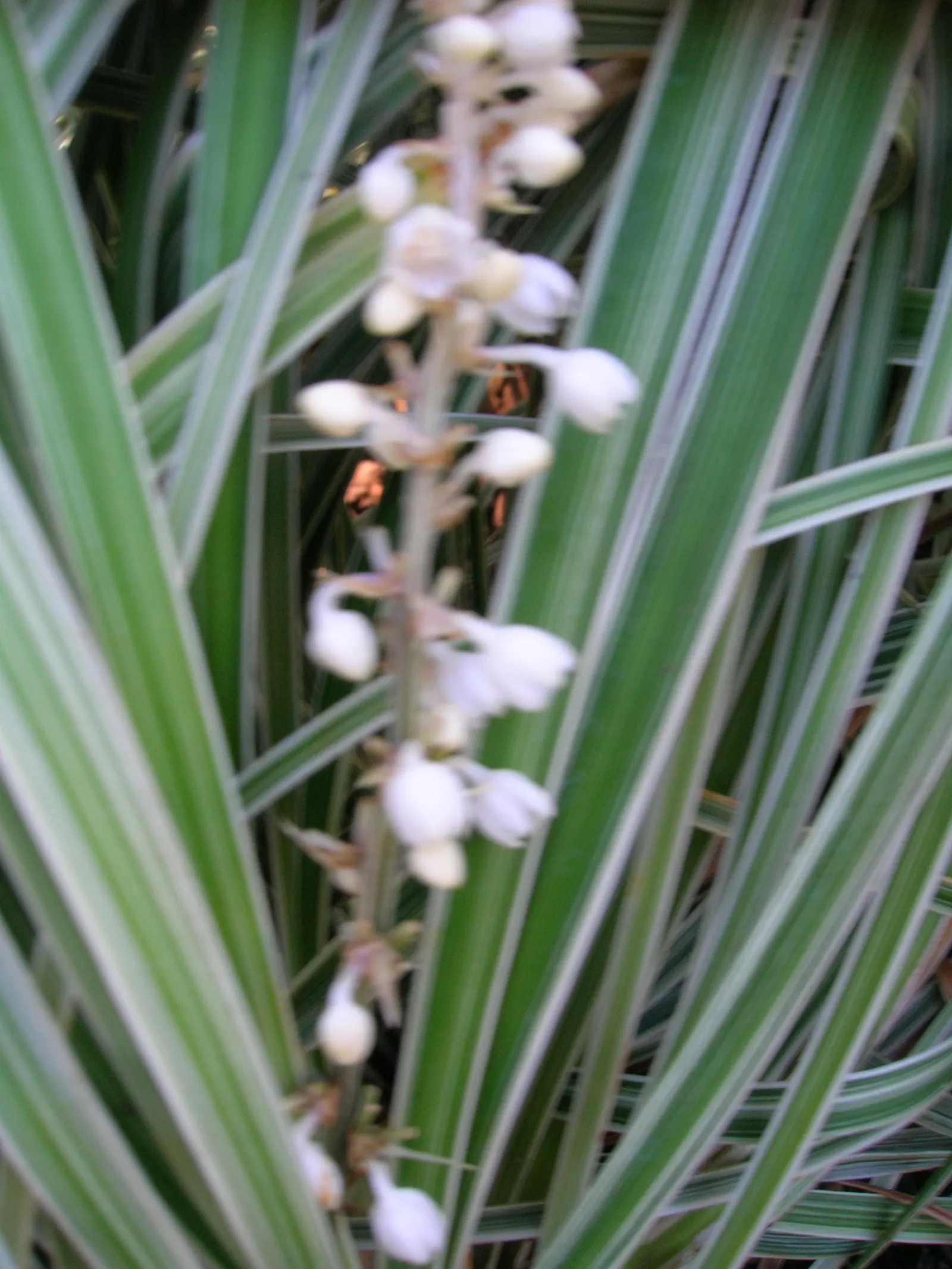 Lilyturf (Liriope Spicata) — offering added interest in the landscape.<br><br>Liriope spicata thrives in USDA hardiness zones 4 to 10; it tolerates a wide