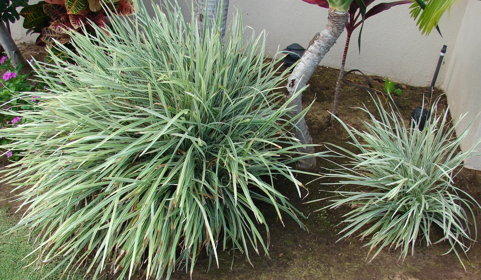 Lilyturf (Liriope Spicata) — preferring partial to full shade